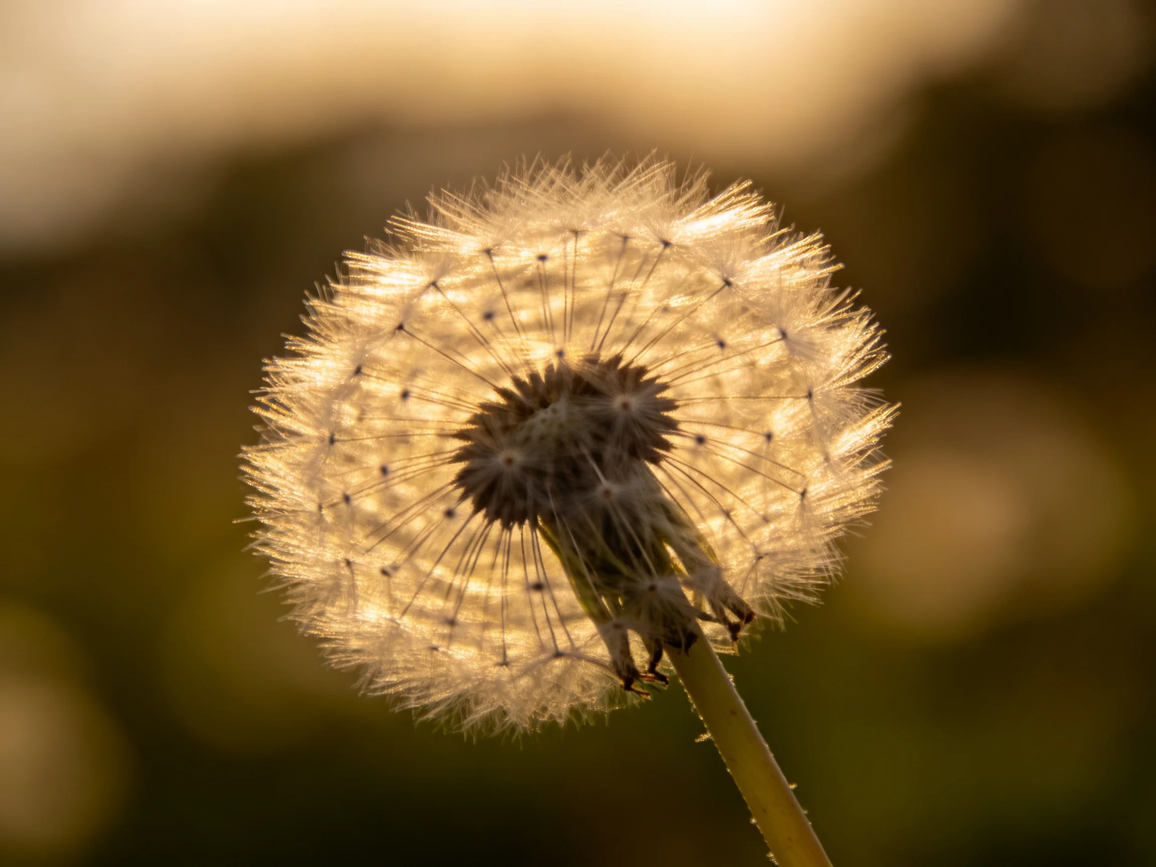 Golden Light Illuminates a Close-Up Dandelion Seed Head with Delicate White Fluff