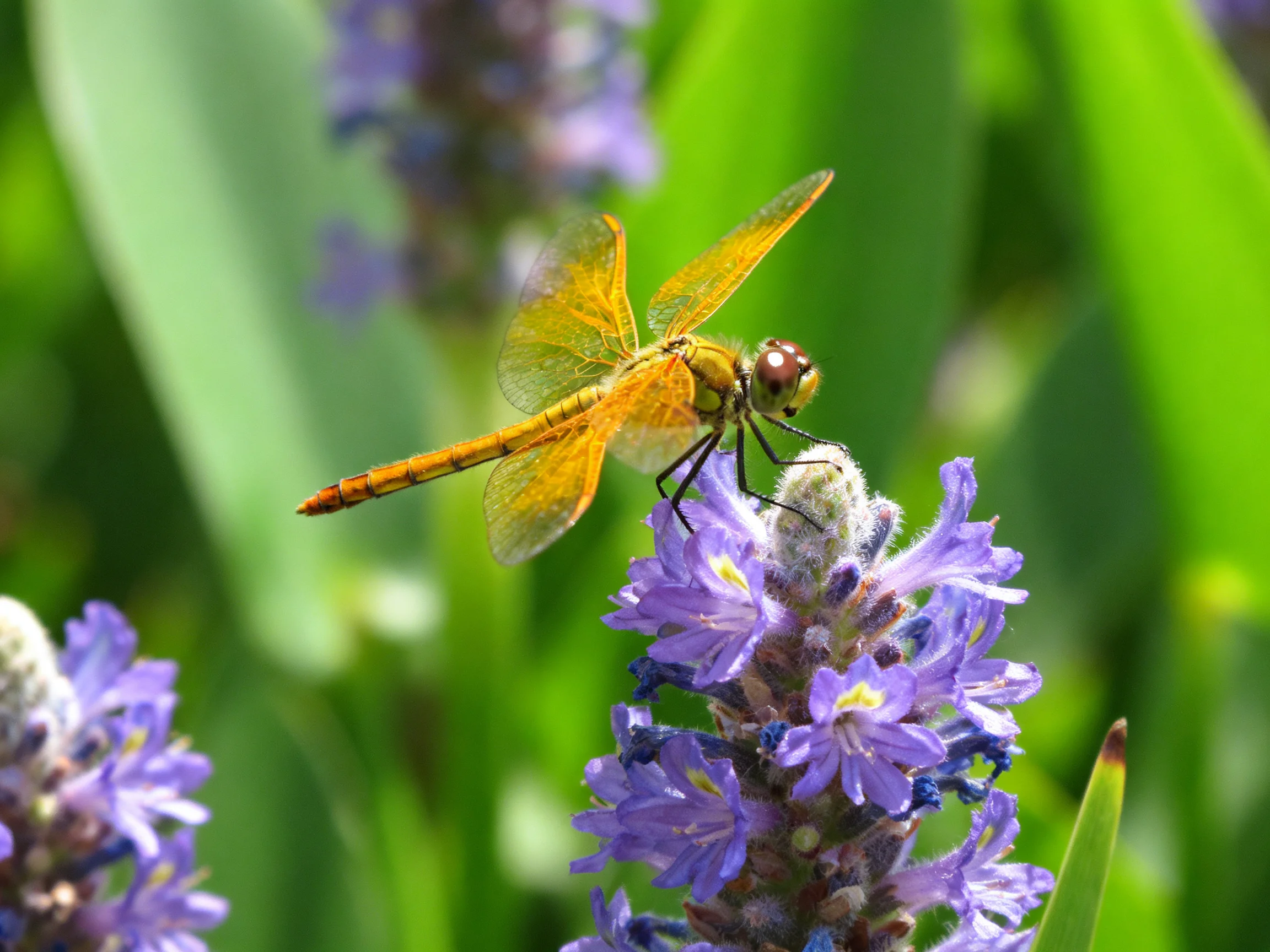Golden dragonfly perched on vibrant purple flowers amidst lush green foliage