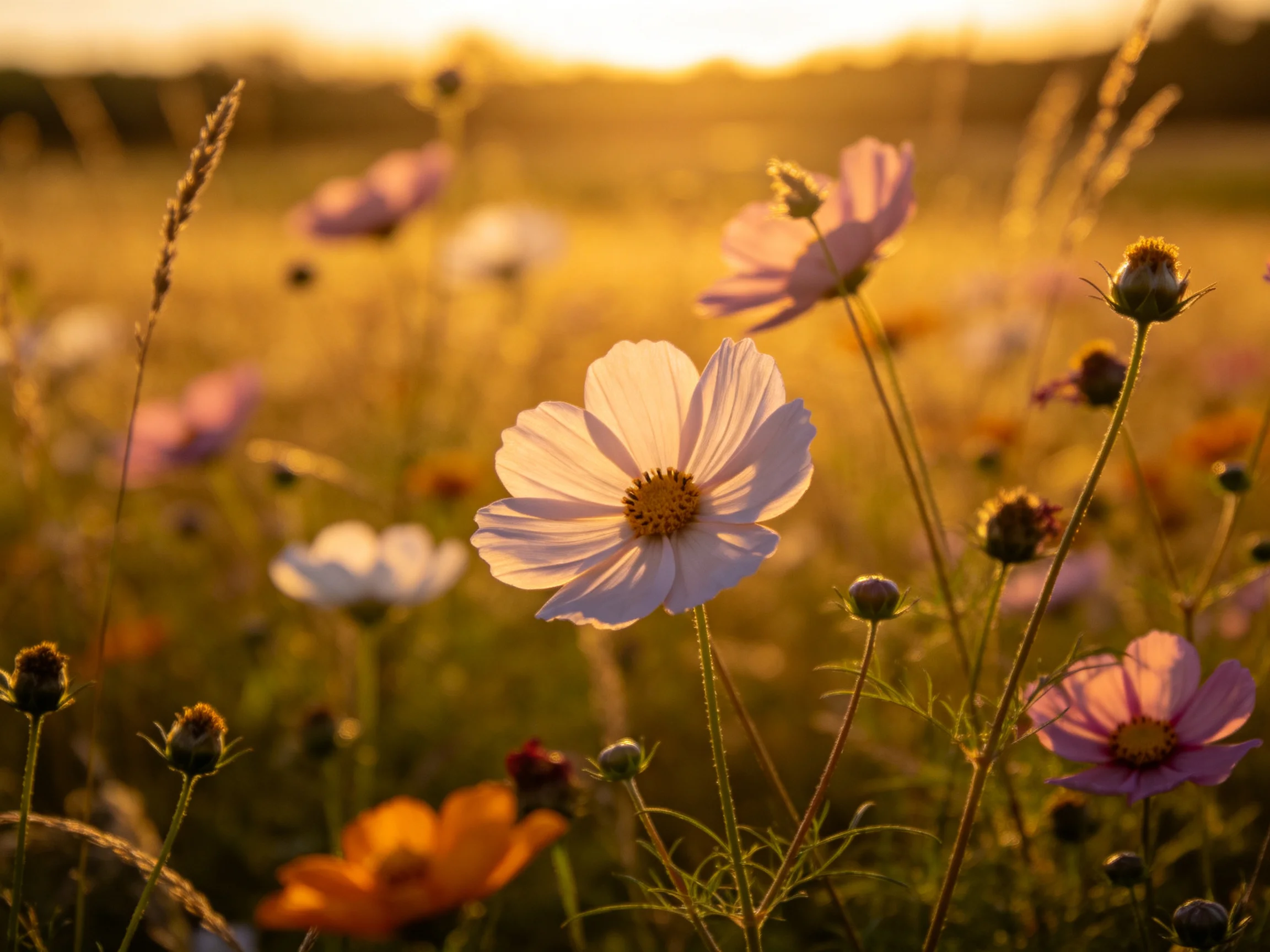 Golden-hour meadow with colorful wildflowers and tall grasses