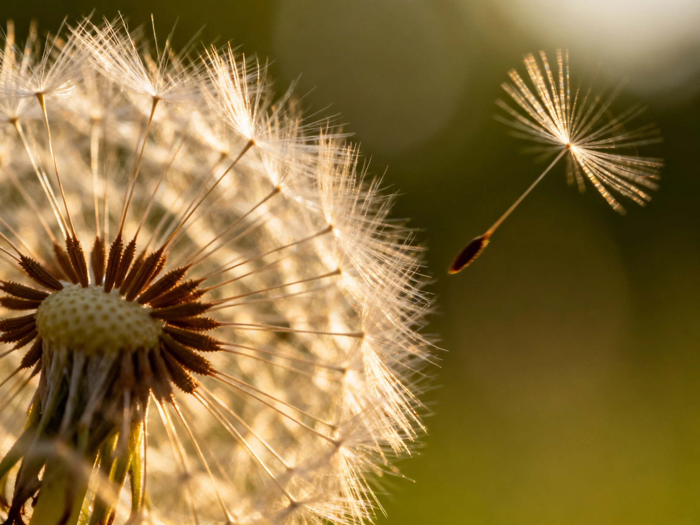 Golden-hued dandelion with floating seed head against blurred green backdrop