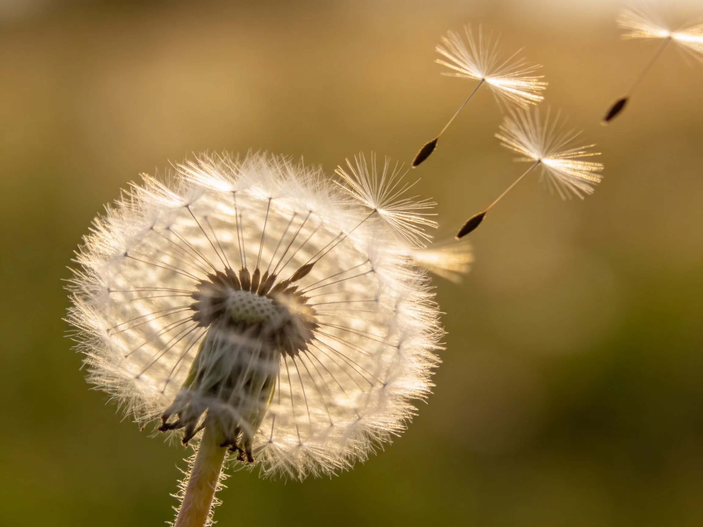 Golden light illuminates a dandelion with floating seeds