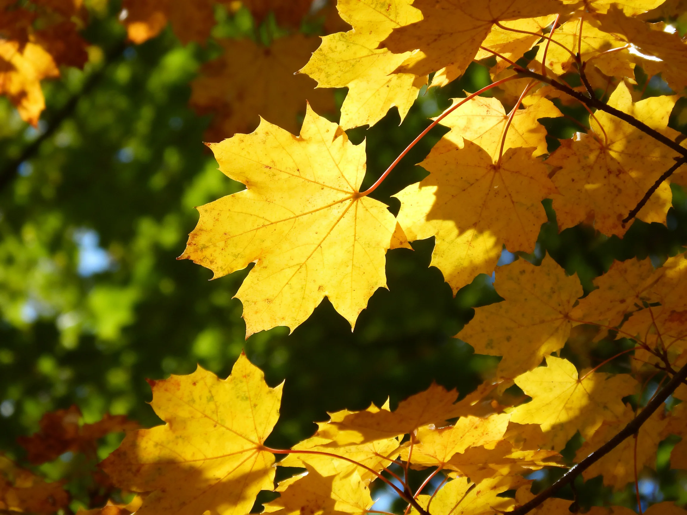 Golden maple leaves illuminated by warm sunlight