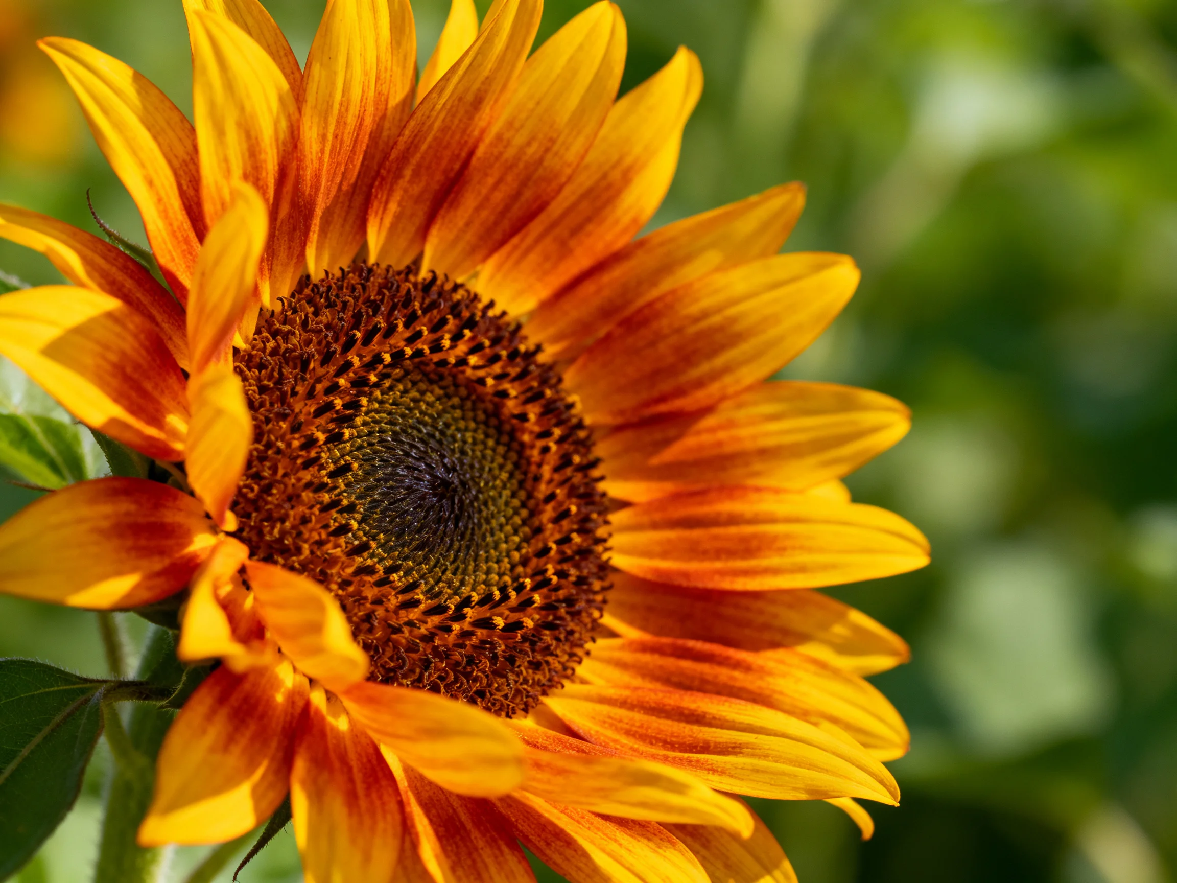 Golden-orange sunflower with textured brown central disk