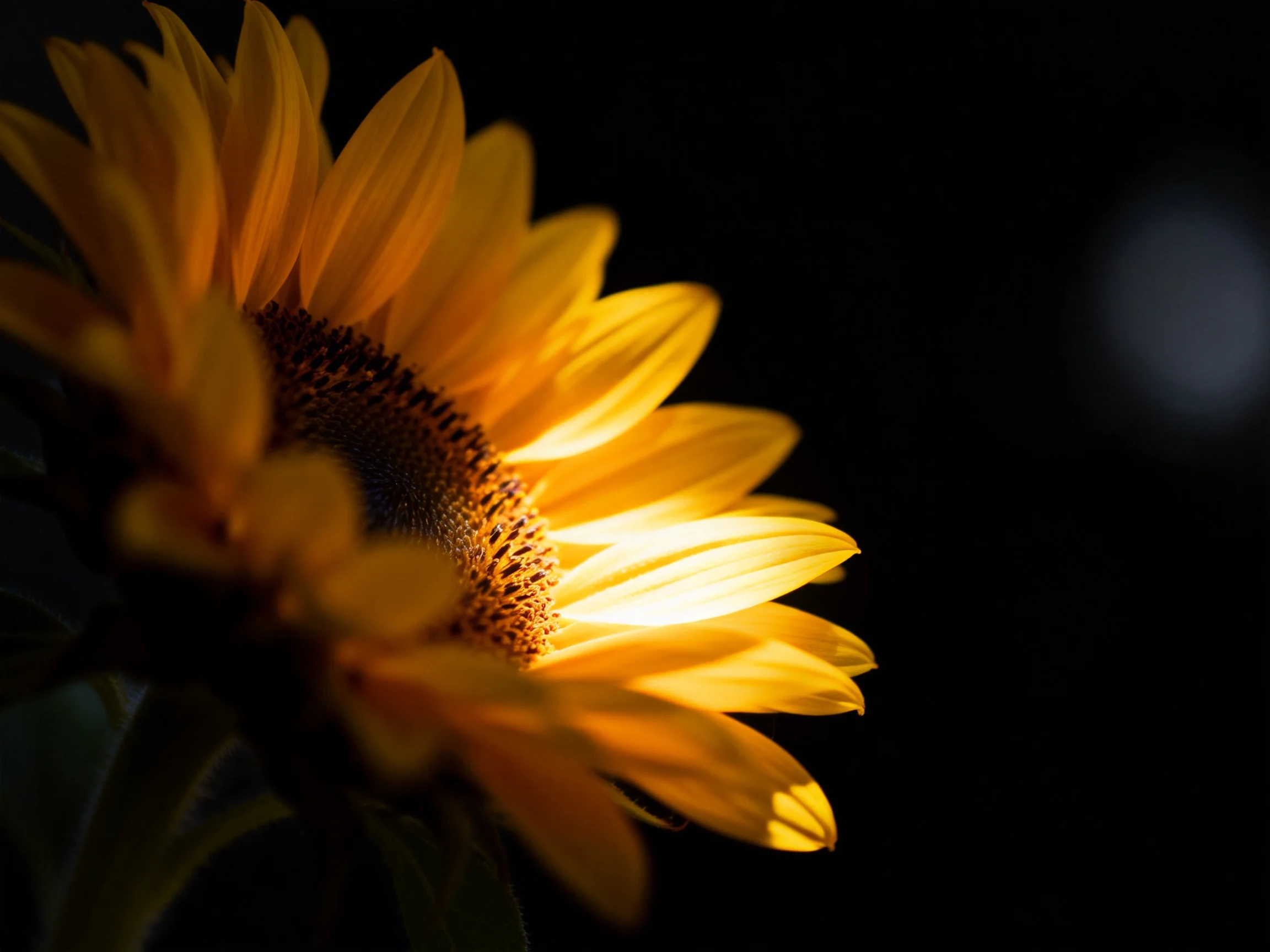 Golden sunflower petals illuminated by dramatic lighting