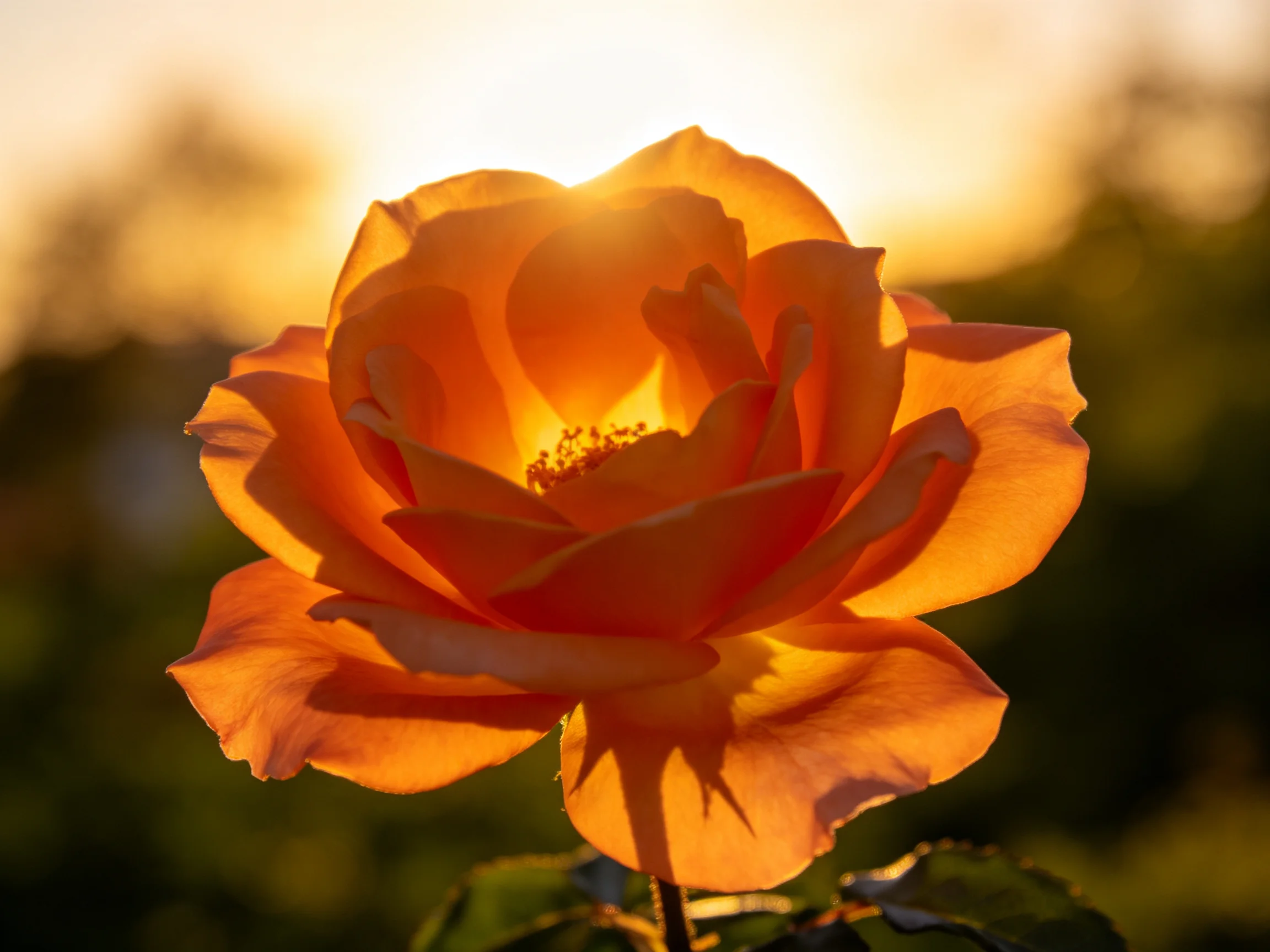 Golden sunlight illuminates a large orange rose with layered petals