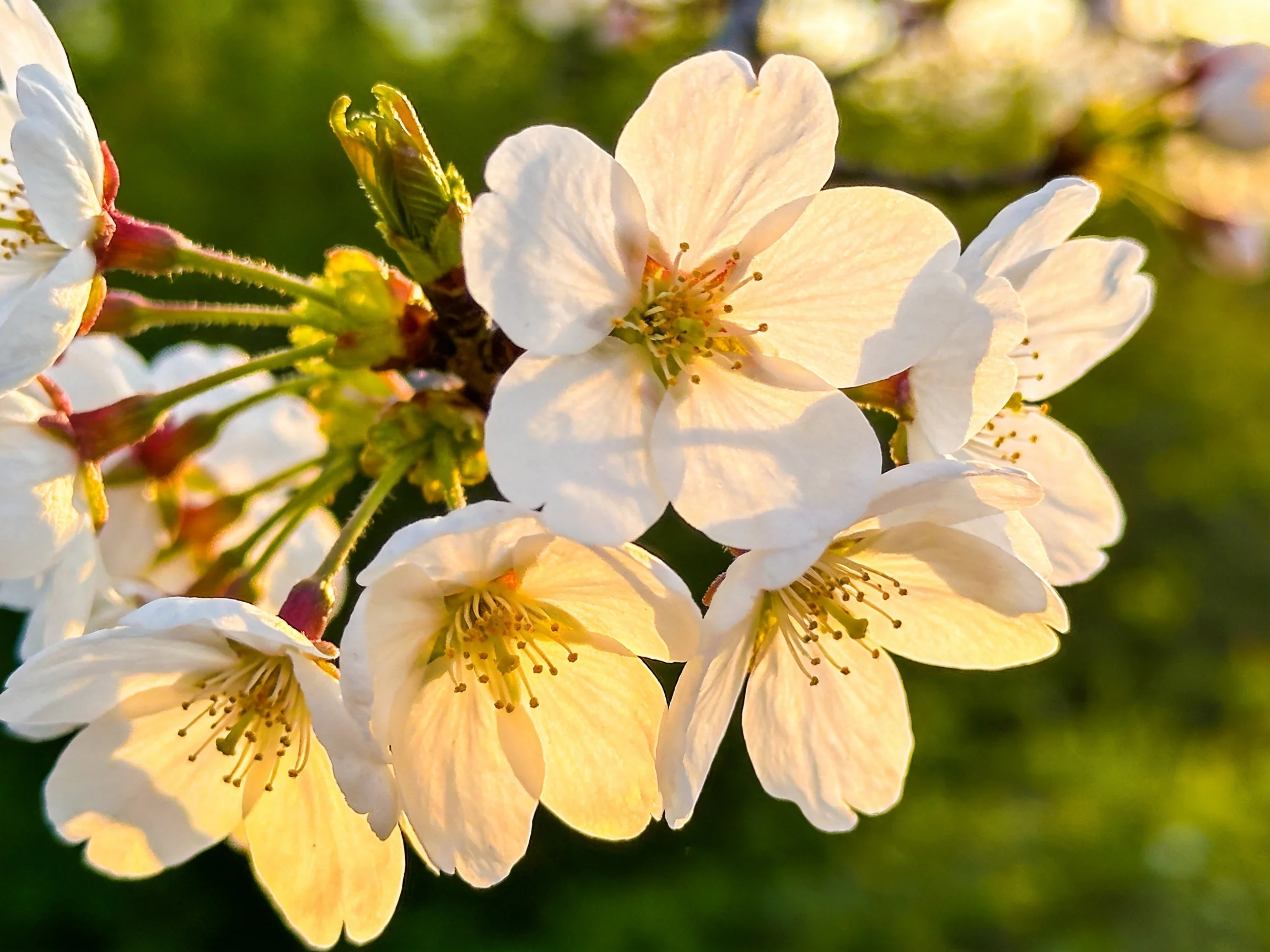 Golden sunlight illuminates delicate white cherry blossoms