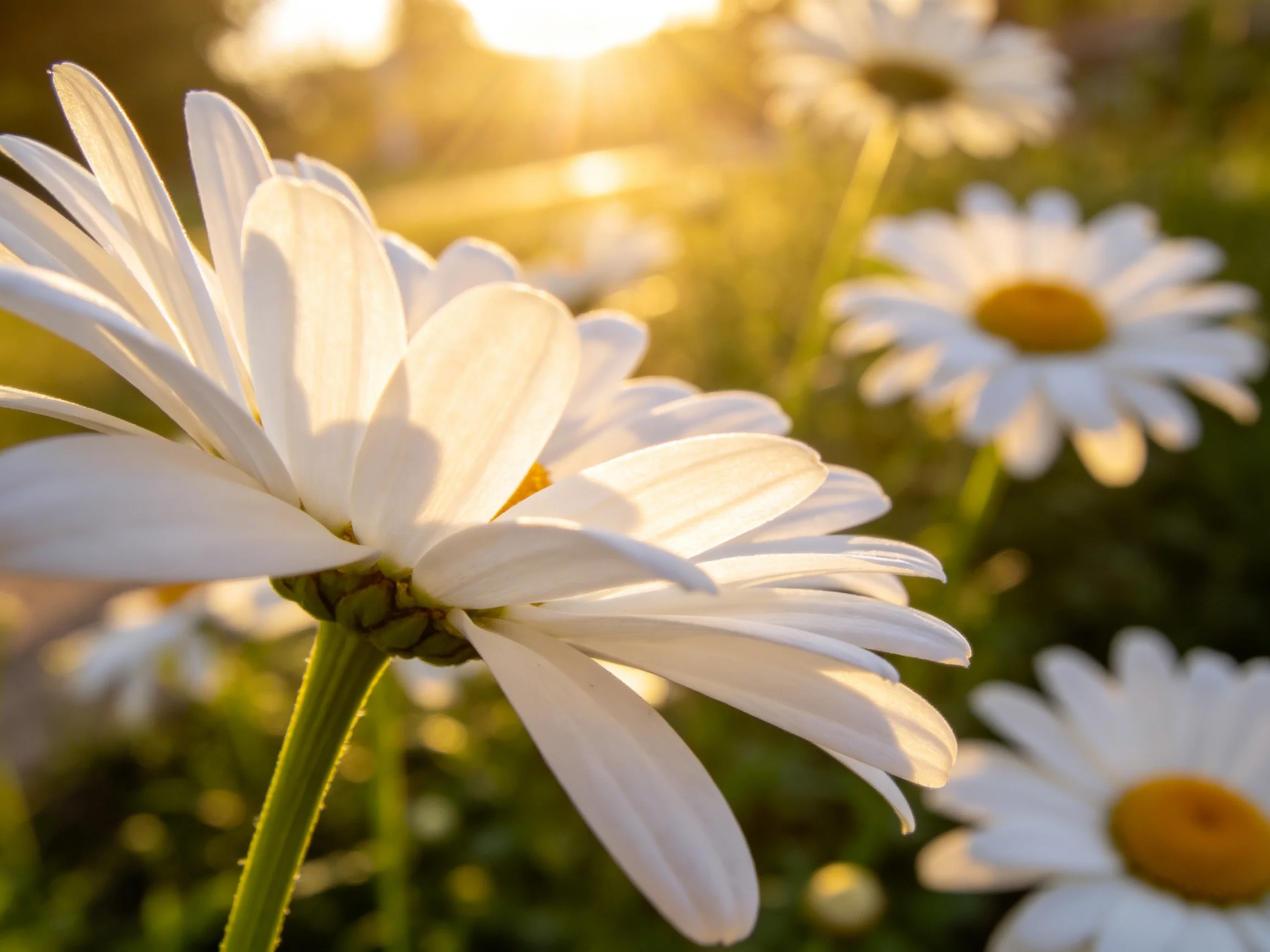 Golden sunlight illuminates white daisies with yellow centers in a garden