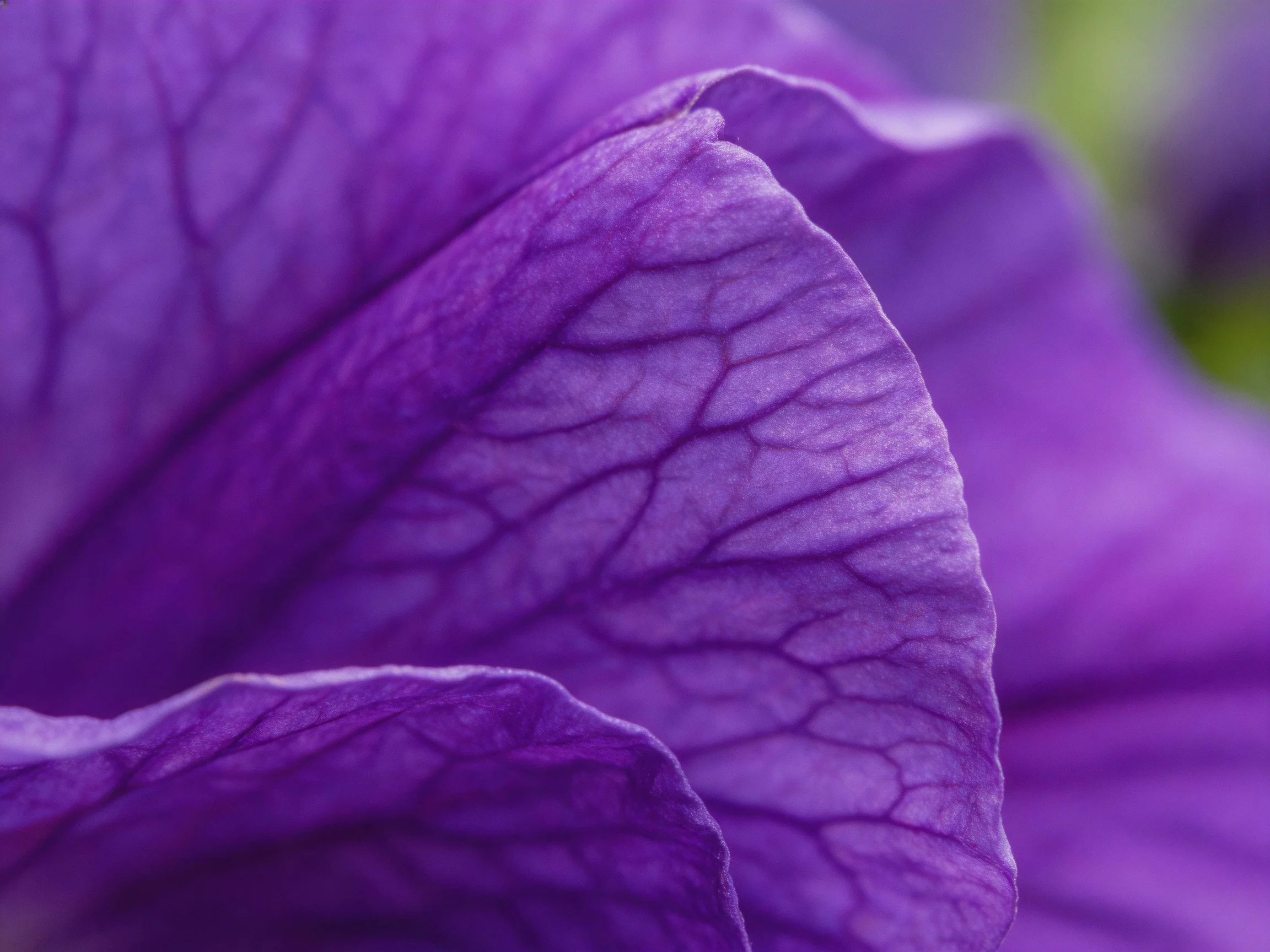 Intricate Vein Patterns on Vibrant Purple Flower Petals