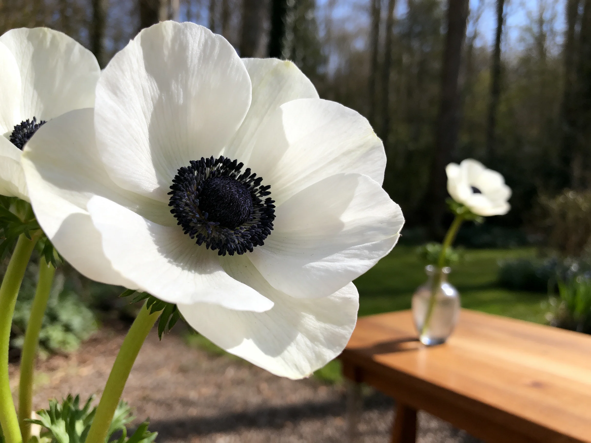 Large white anemones with dark centers near a wooden table with a small vase