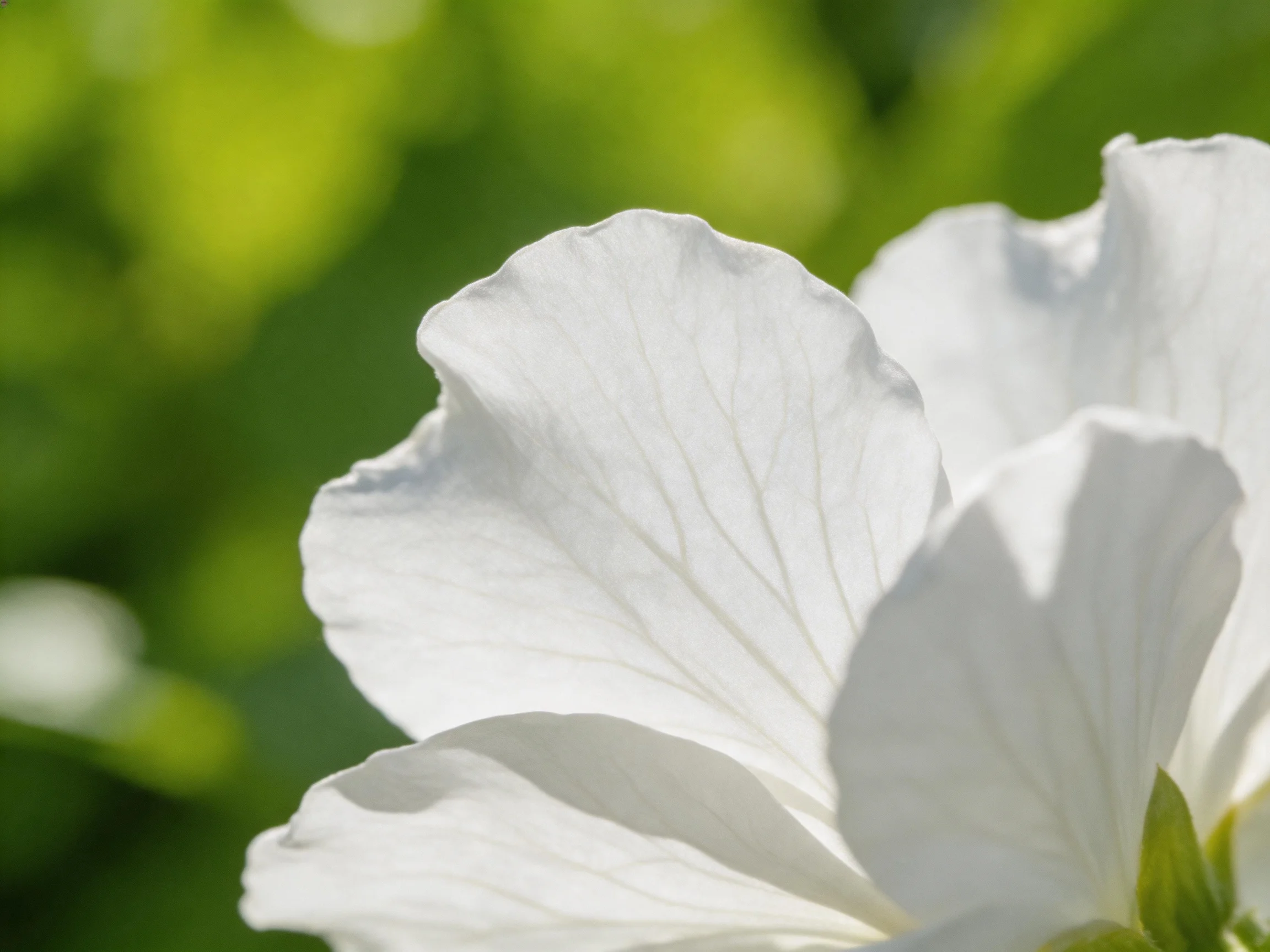 Large white flower petals with prominent veining and soft green blurred background