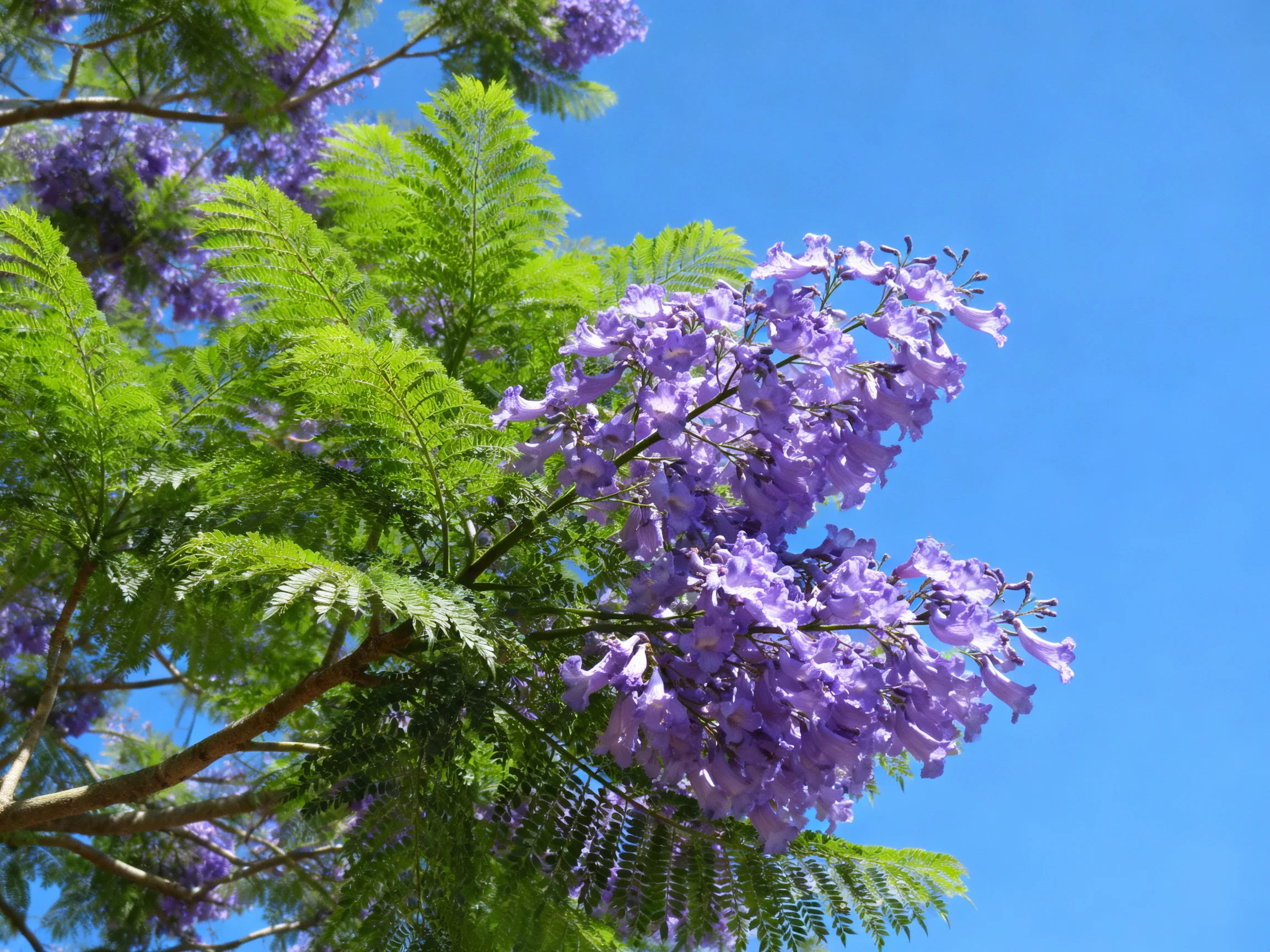 Lush green foliage and vibrant purple blooms beneath a clear blue sky