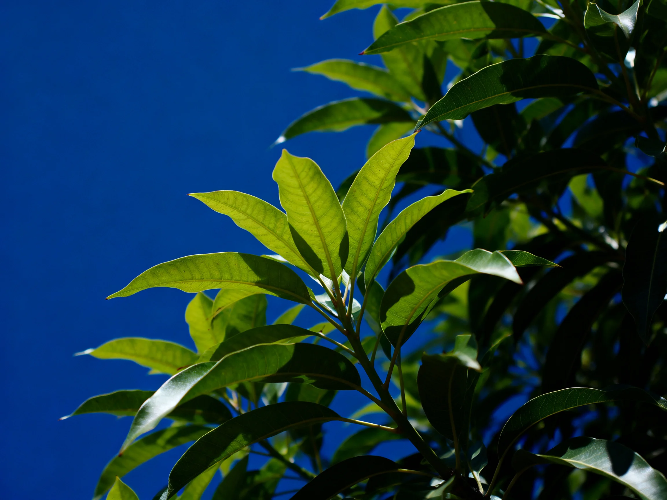 Lush green leaves glowing under a vivid blue sky