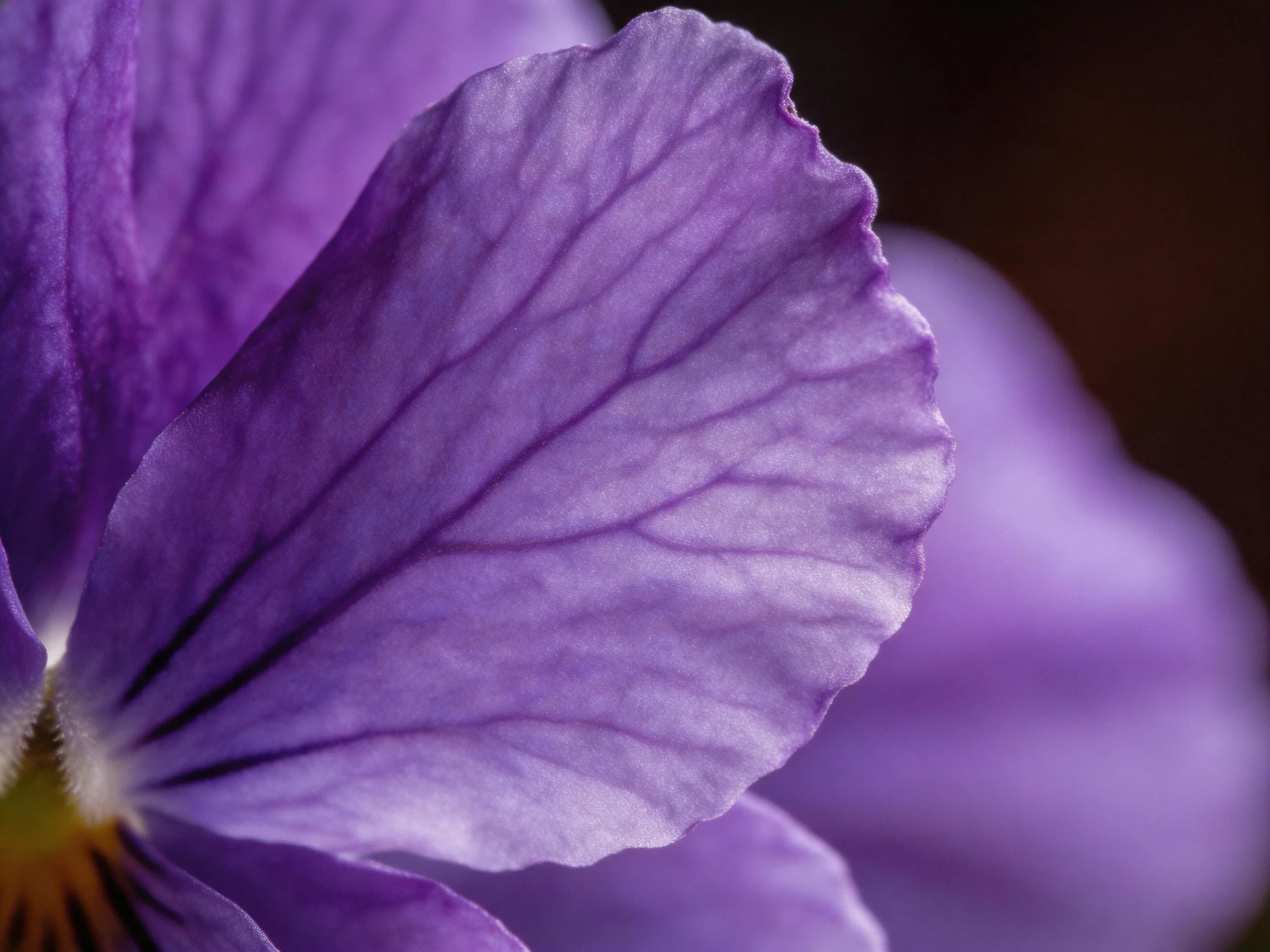 Macro shot of purple flower petals showcasing detailed veining