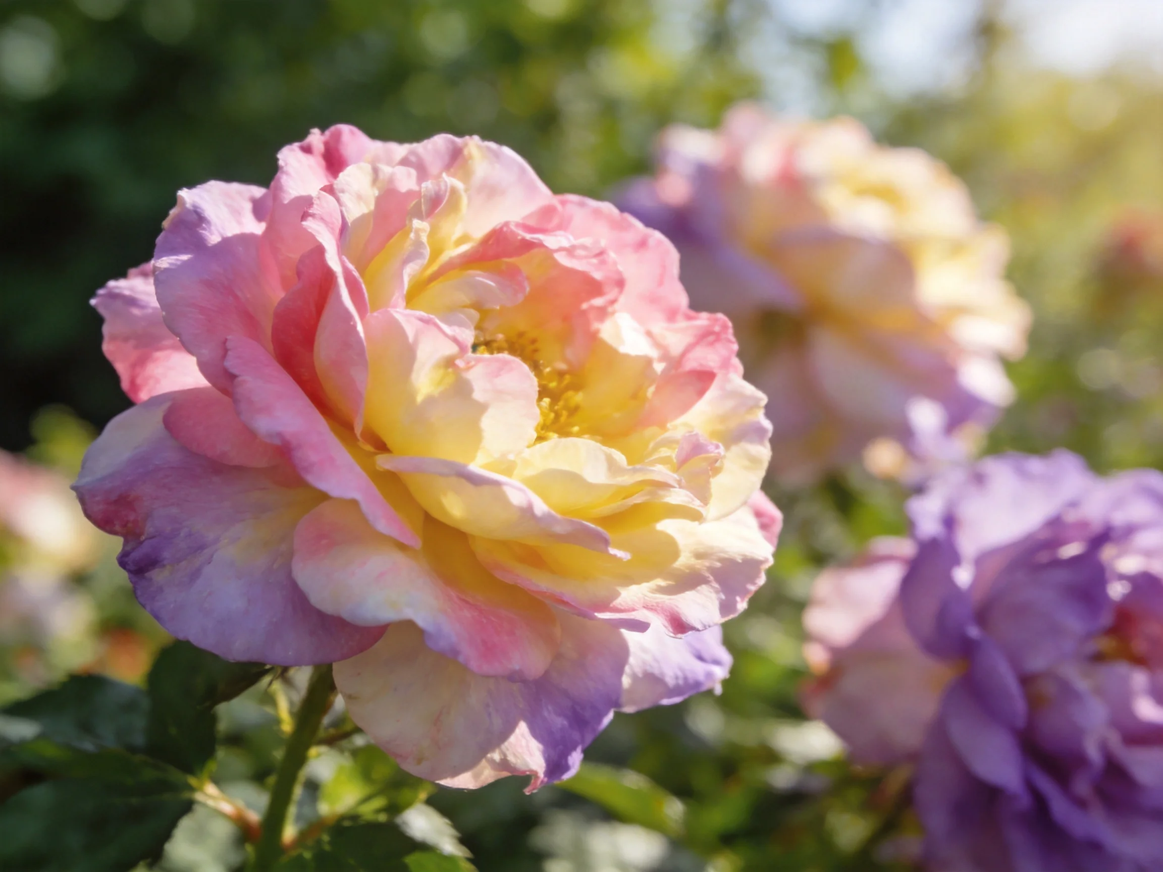Multicolored roses with pink, yellow, and purple hues bloom in bright sunlight.