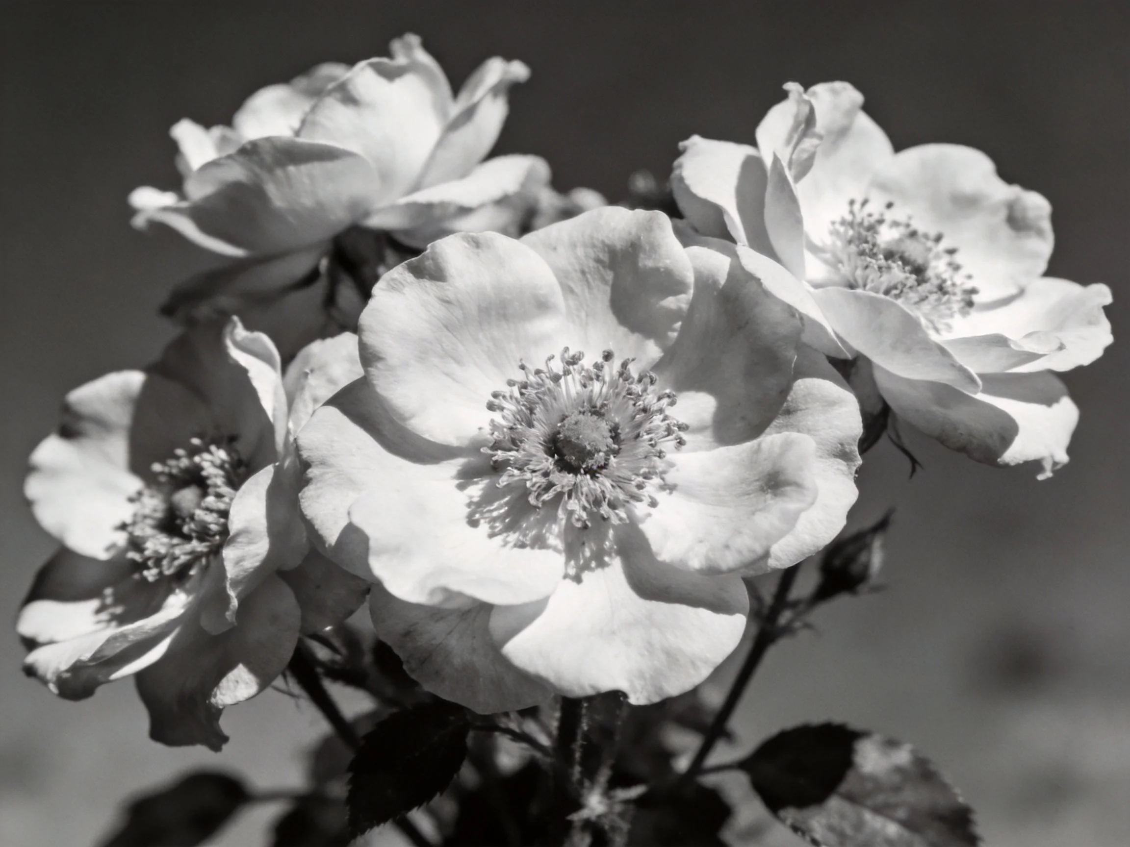 Multiple blooming roses depicted dramatic black and white