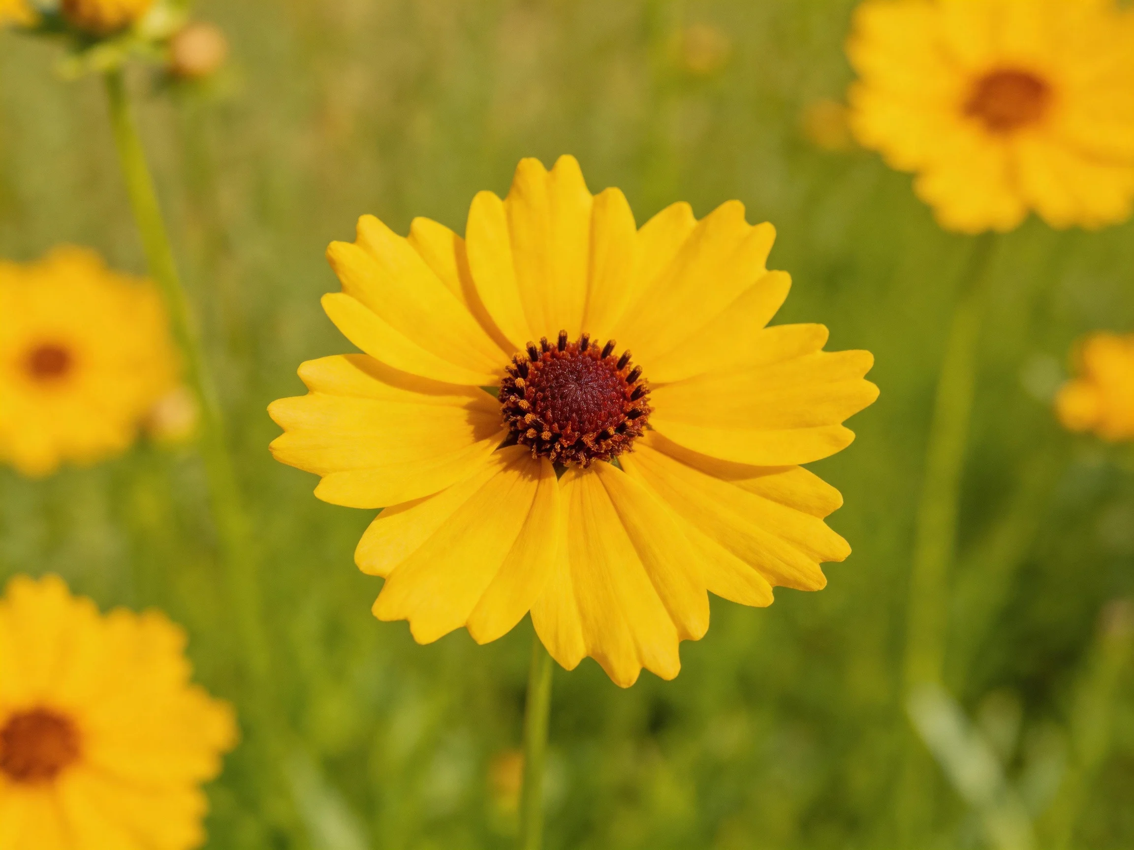 Multiple bright yellow wildflowers with dark centers bloom in a green meadow