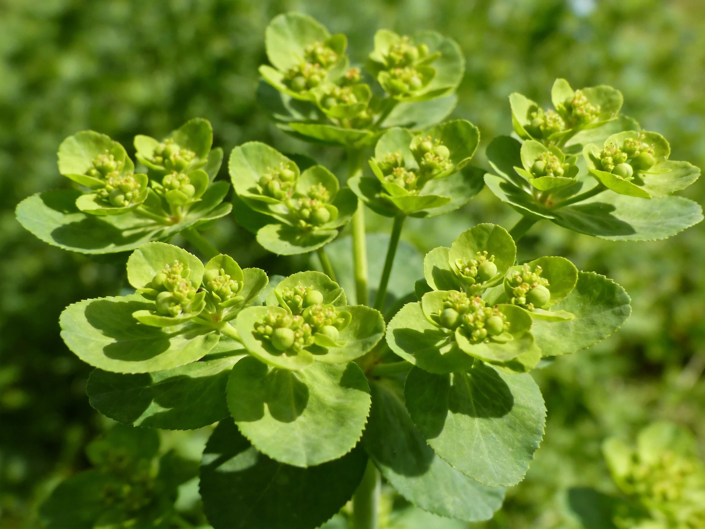 Multiple clusters of green euphorbia flowers with round leaves
