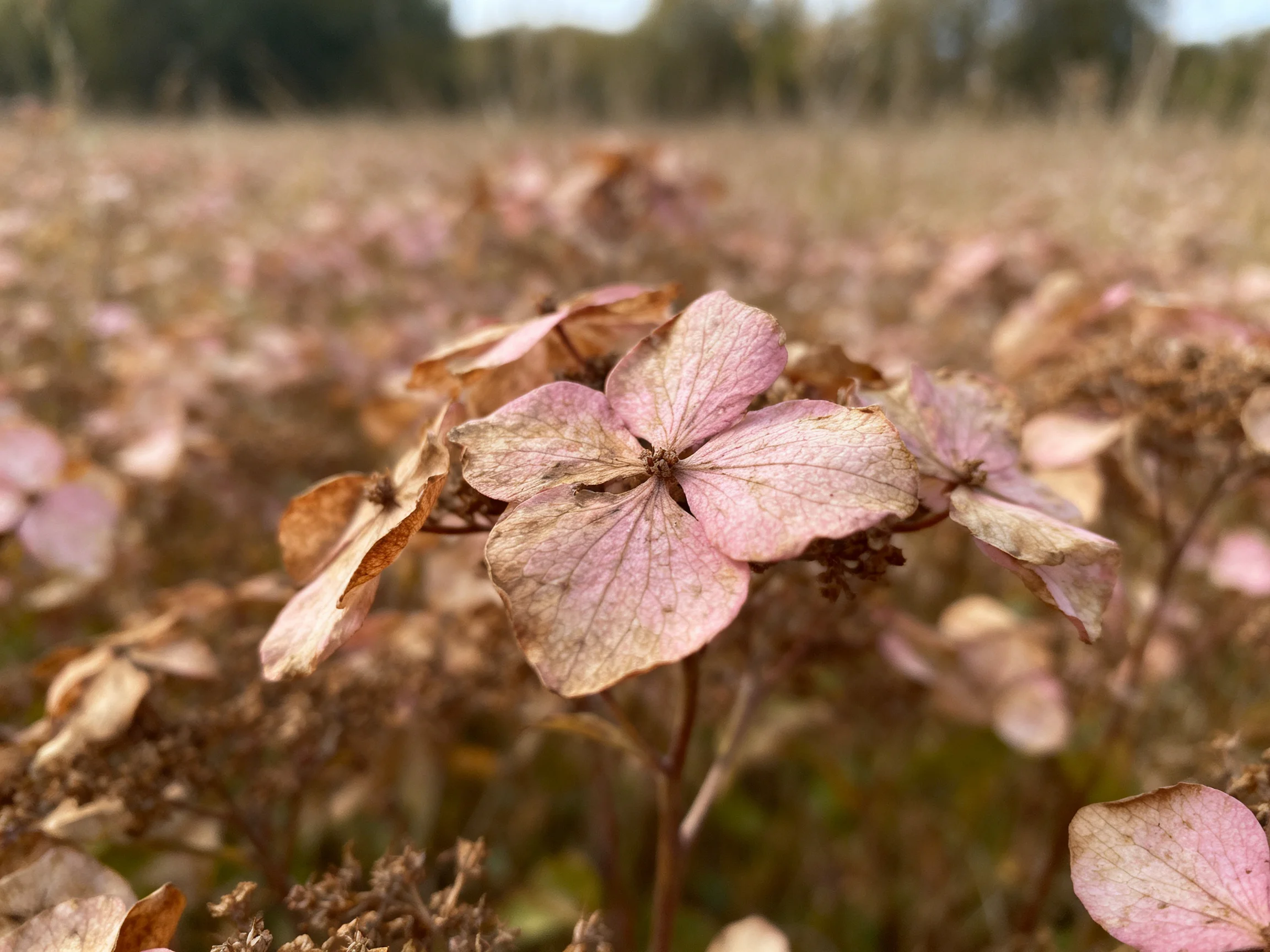 Multiple dried pink hydrangeas bloom in a sunlit autumn field with warm tones
