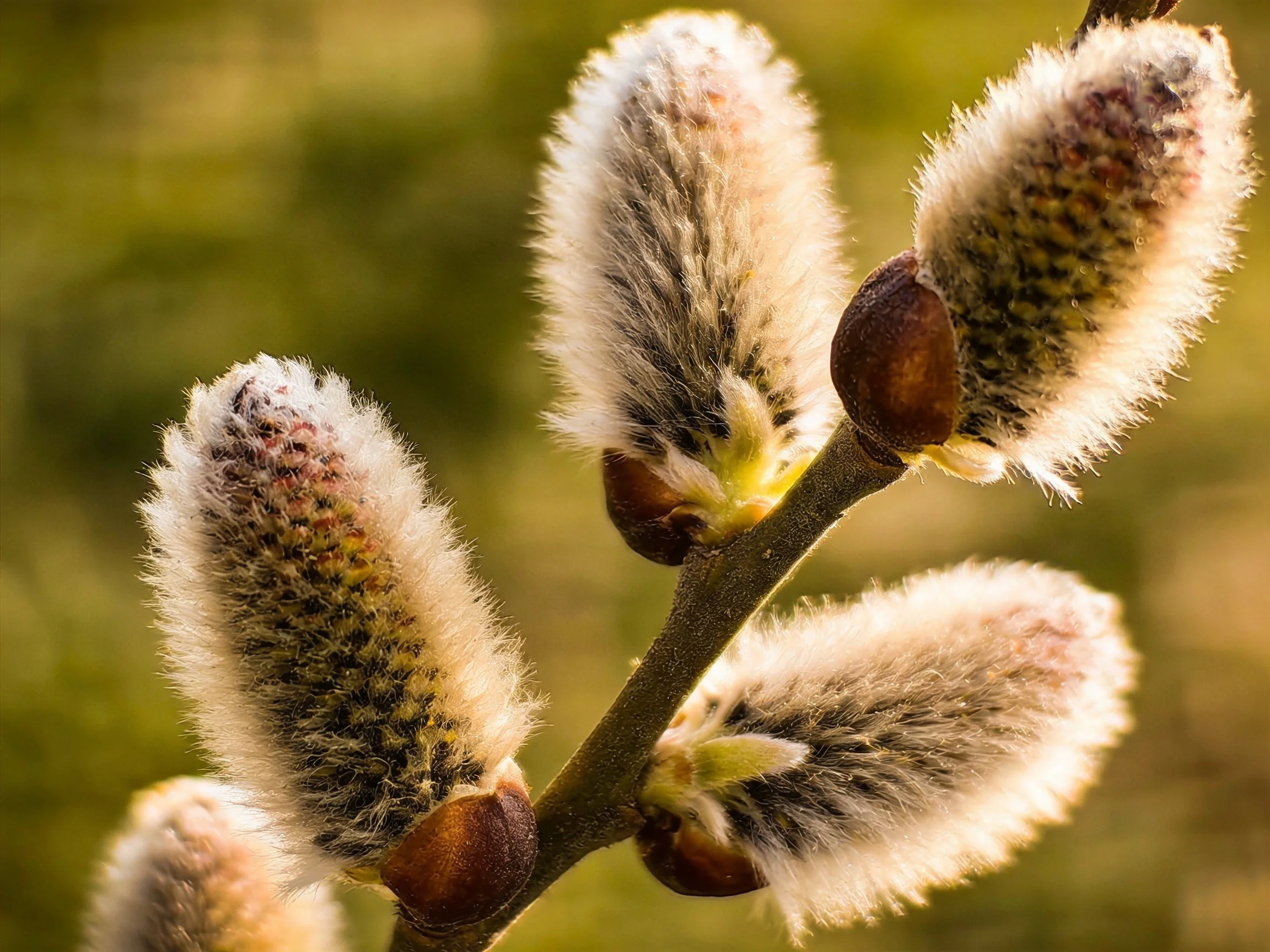 Multiple fuzzy willow catkins with brown bases glow under warm light