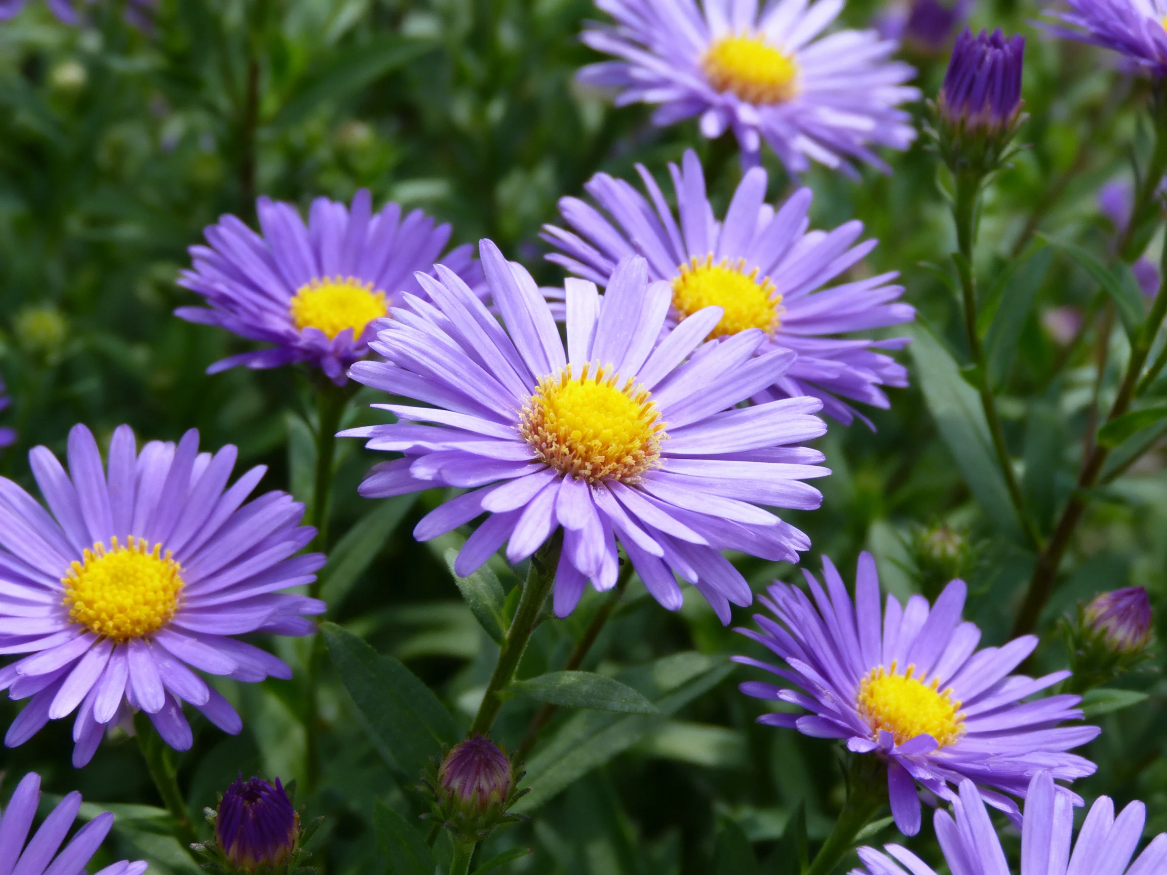 Multiple lavender aster flowers with bright yellow centers amid green foliage