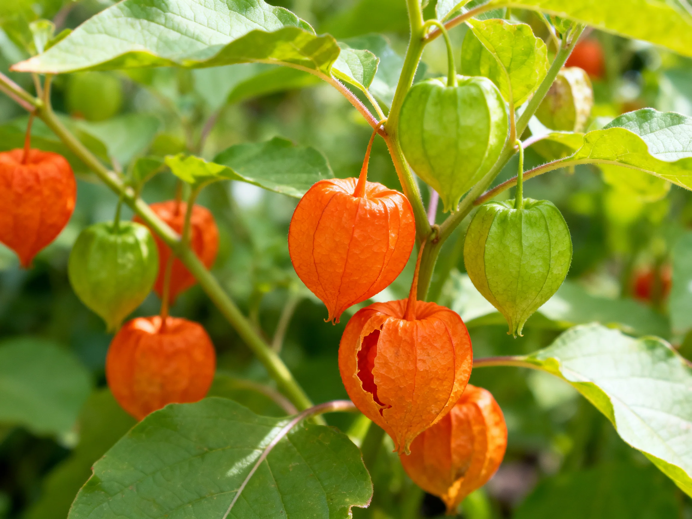 Multiple orange and green physalis fruits amid abundant green foliage