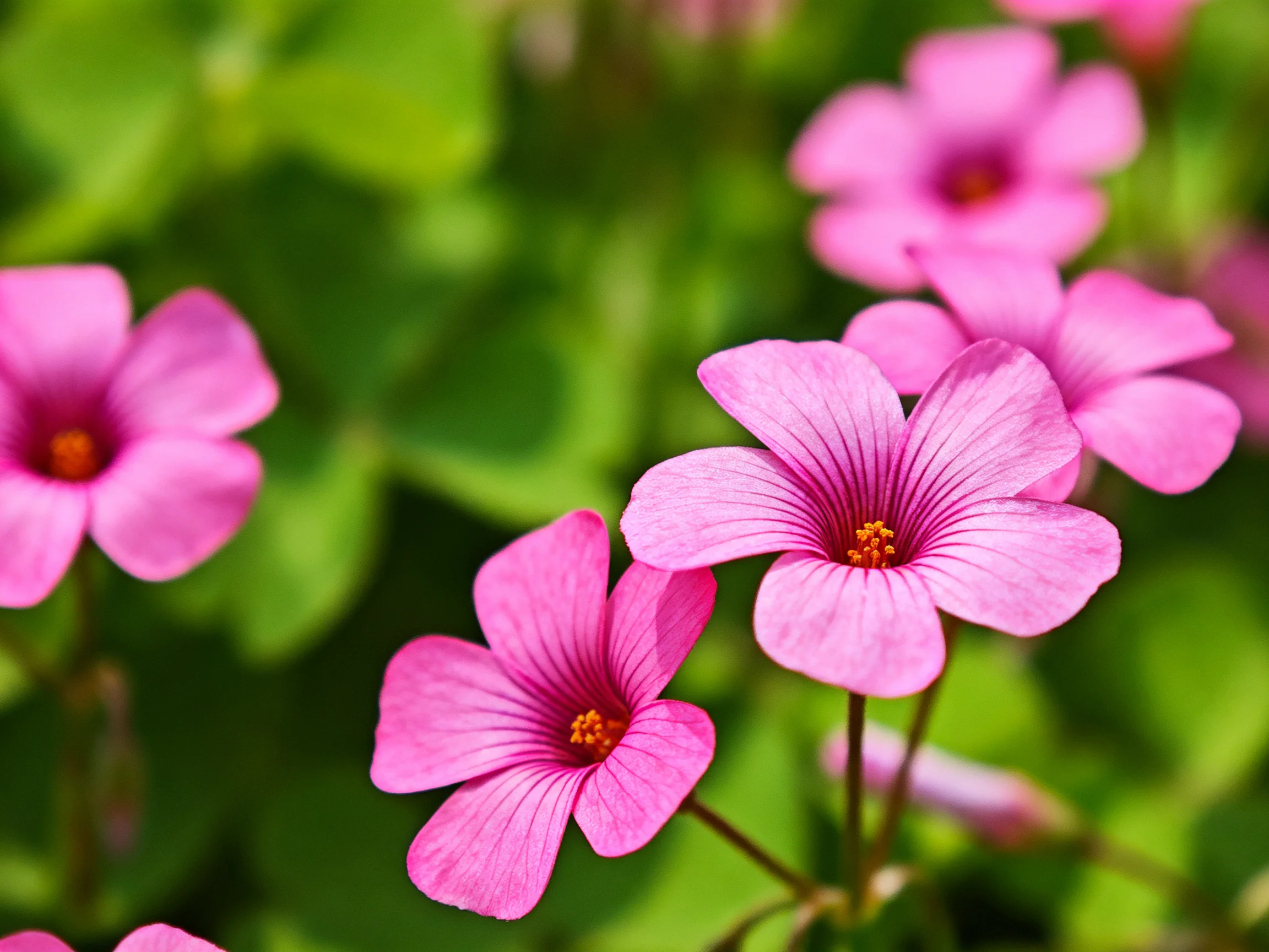 Multiple pink flowers with yellow centers amid lush green foliage