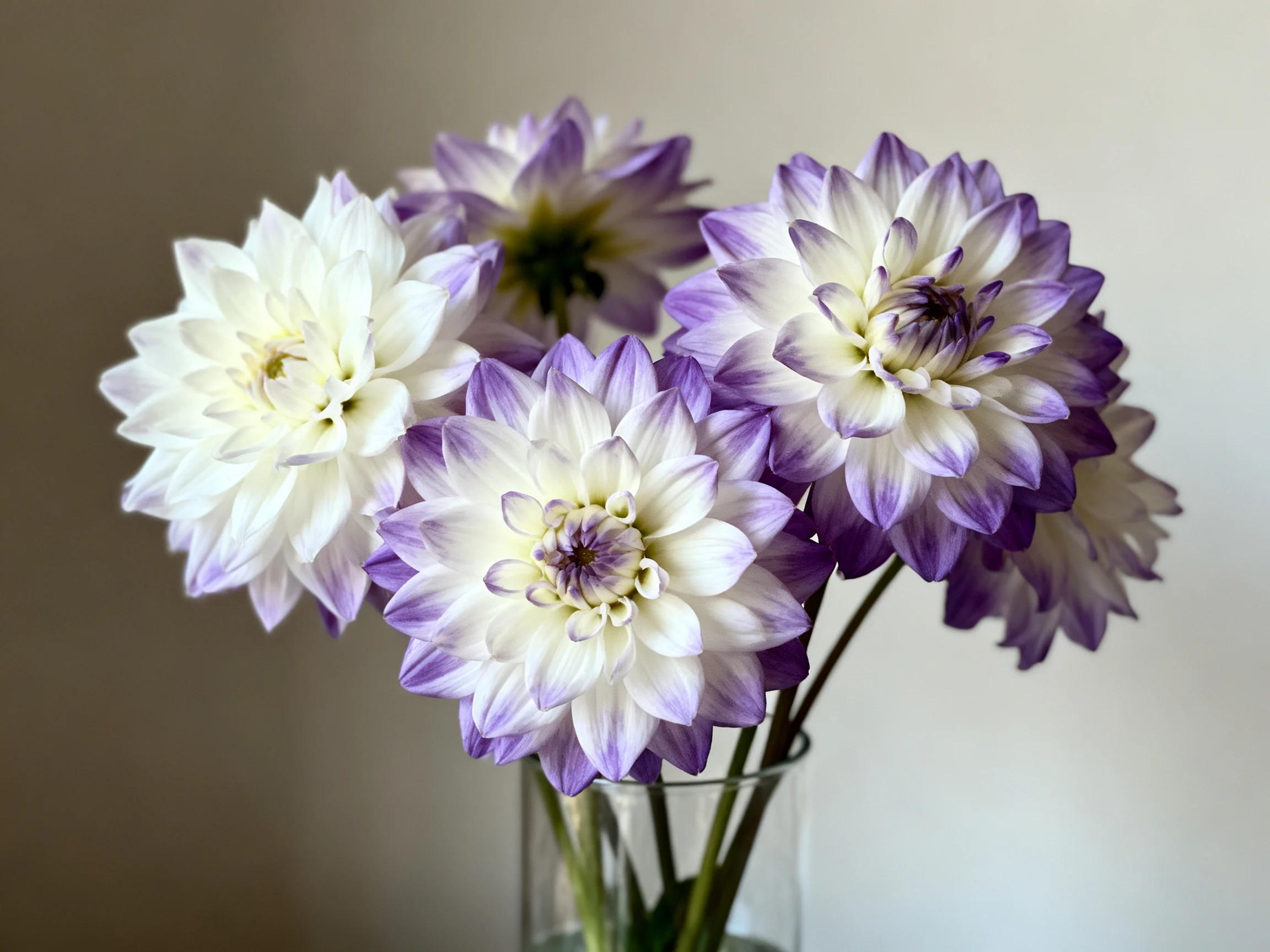 Multiple purple and white dahlia blooms in a glass vase