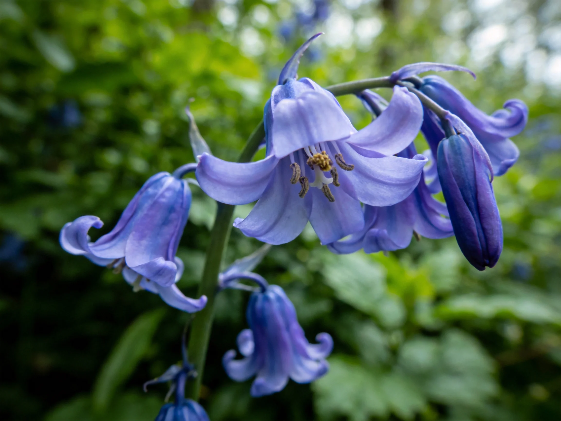 Multiple purple-blue bell-shaped flowers bloom in a verdant forest