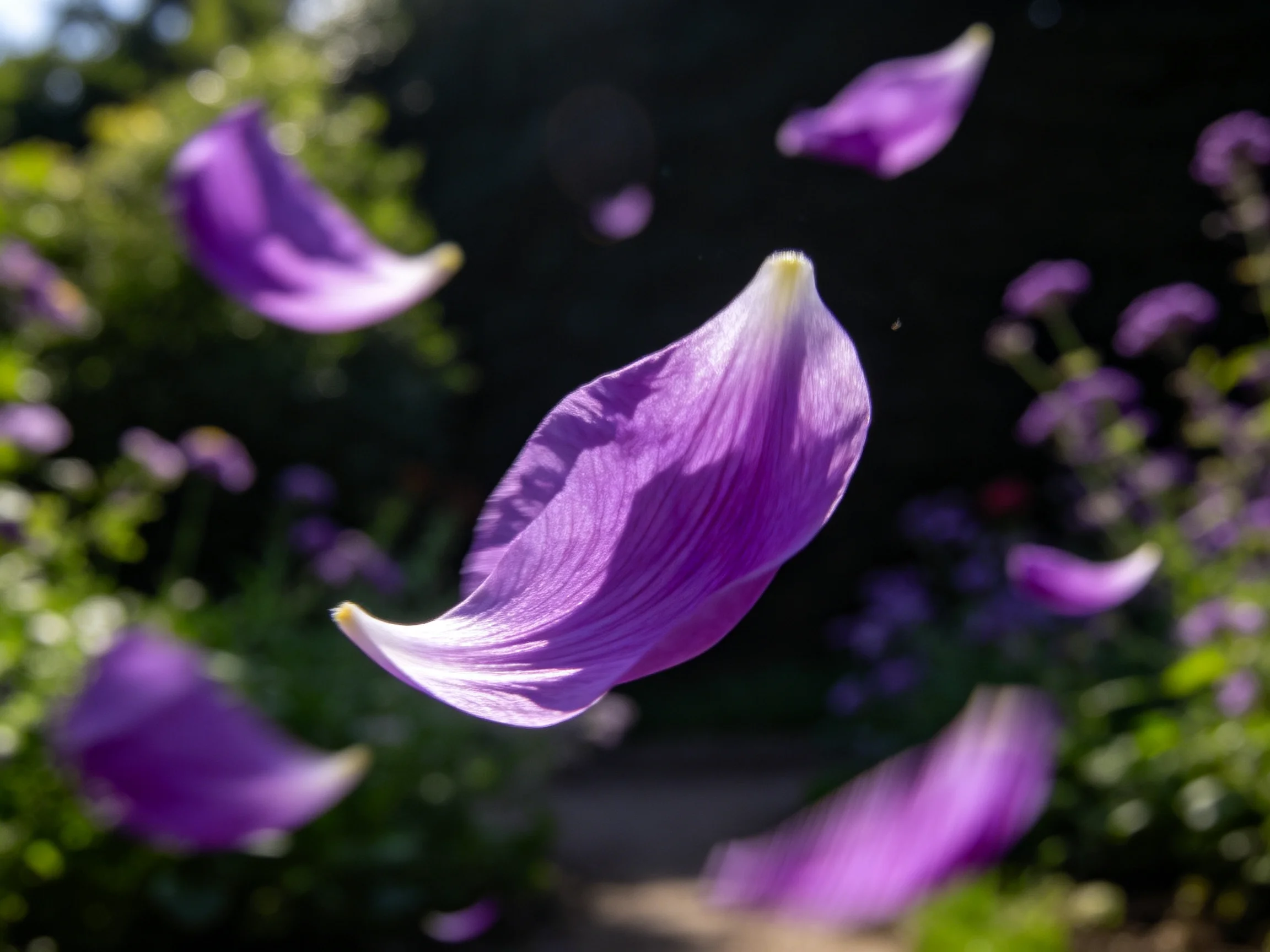 Multiple purple flower petals floating in a sunlit garden with green foliage