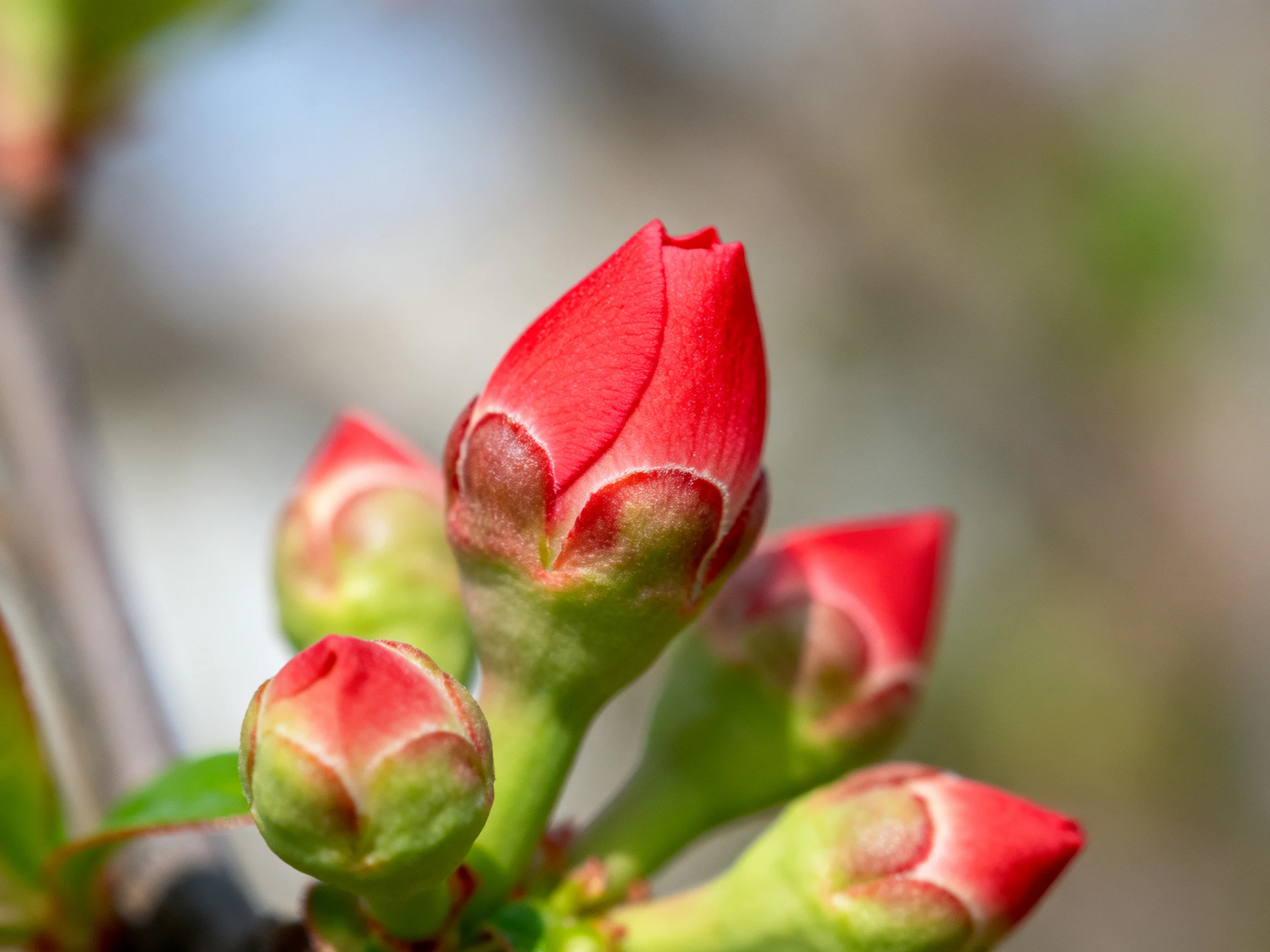 Multiple red flower buds with green stems in a softly focused setting