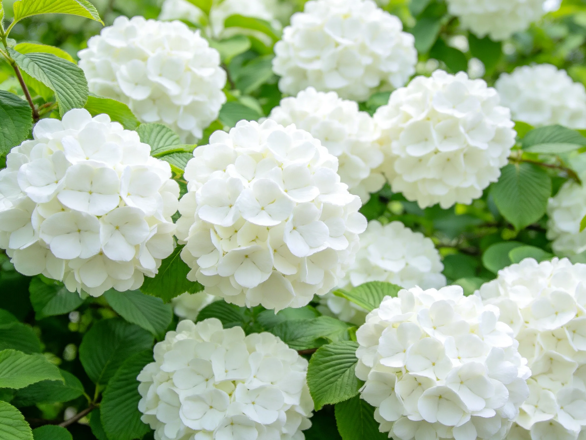 Multiple round white flower clusters amidst vibrant green foliage