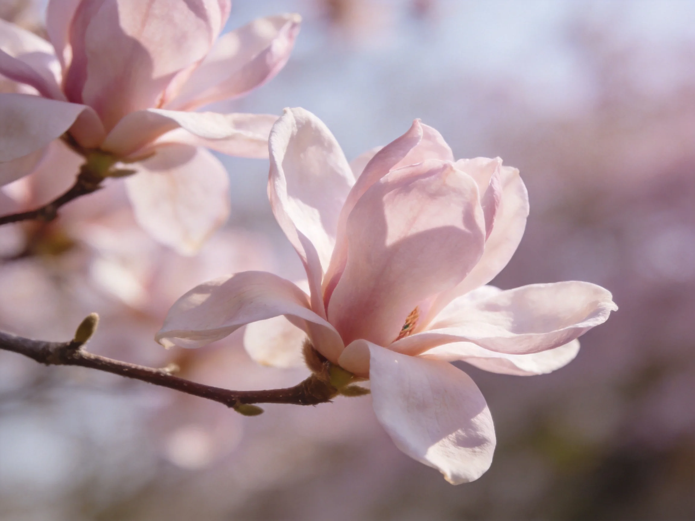 Multiple soft pink magnolia flowers on a branch with blurred natural backdrop