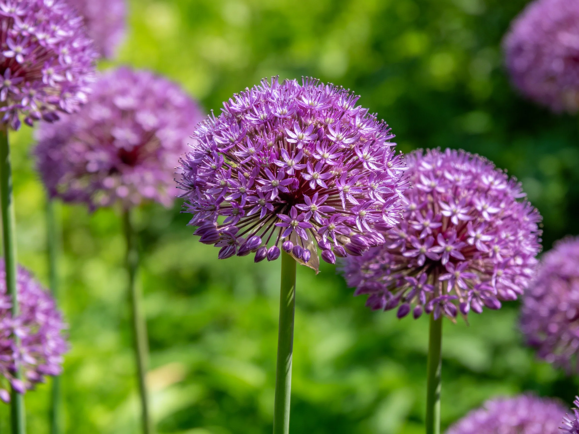 Multiple spherical purple allium flowers against lush green foliage