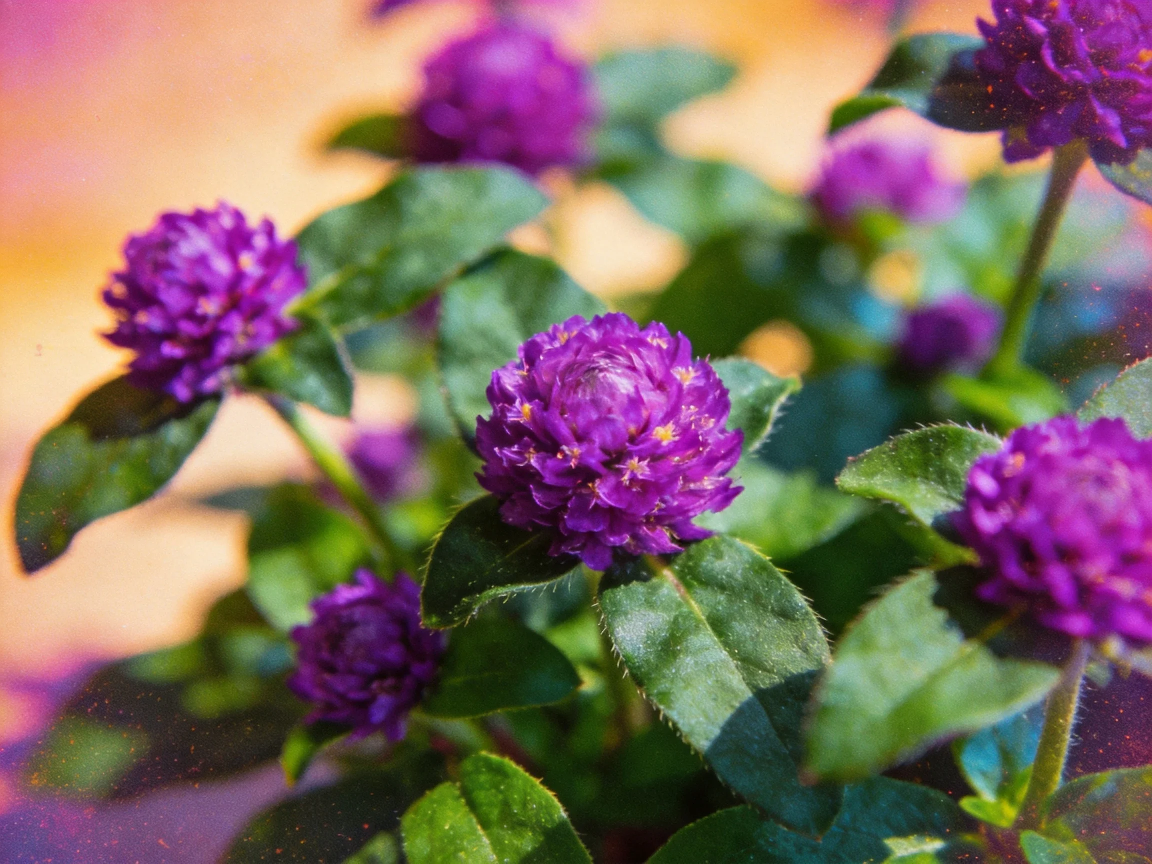 Multiple vibrant deep purple flowers with glossy green foliage under warm lighting