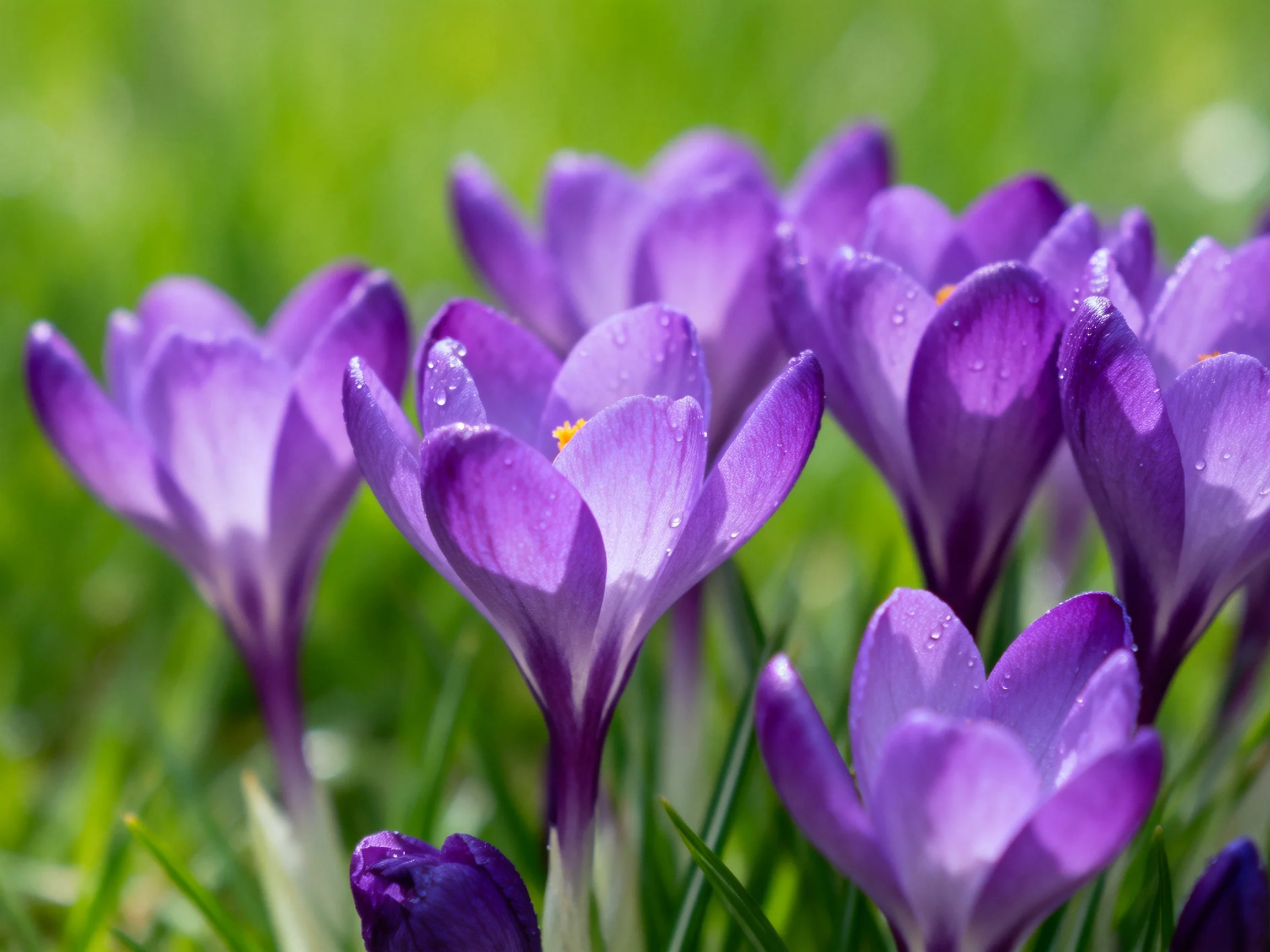 Multiple vibrant purple crocus flowers with dewdrops in a green field