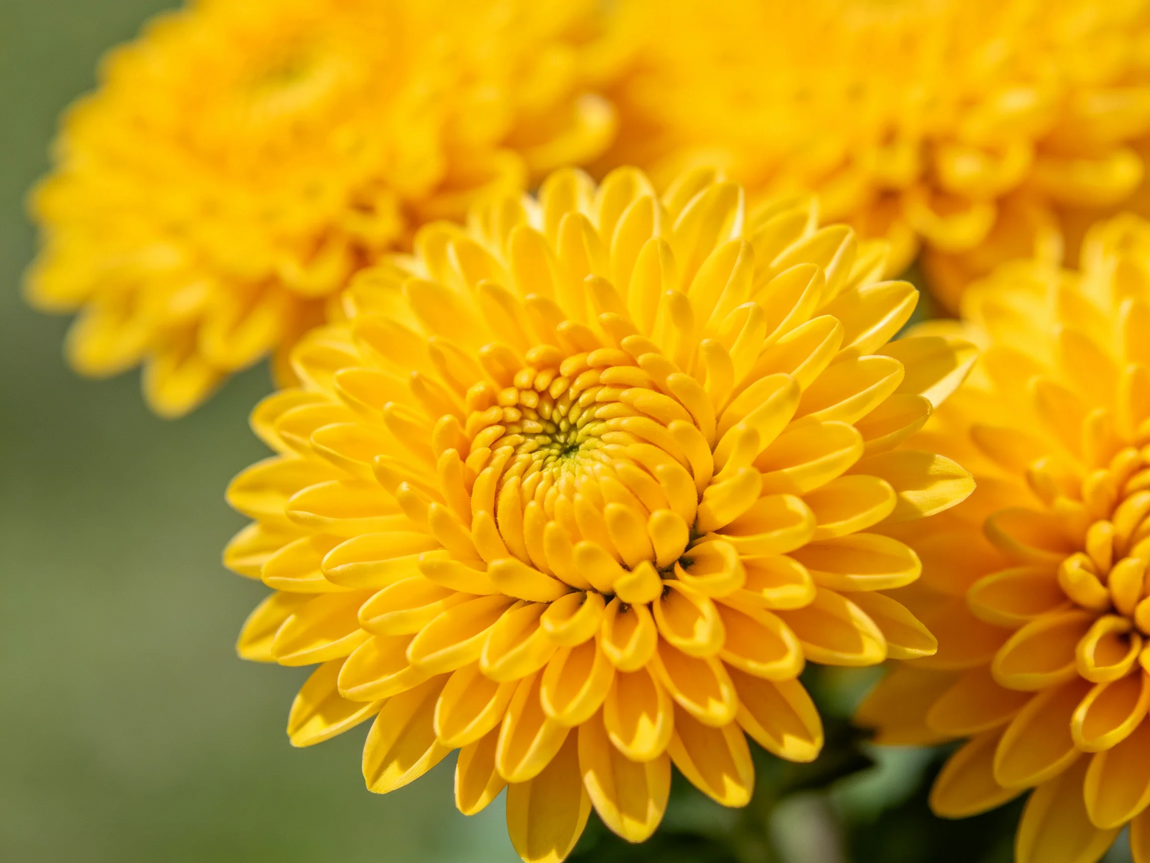 Multiple vibrant yellow chrysanthemums showcase layered petals