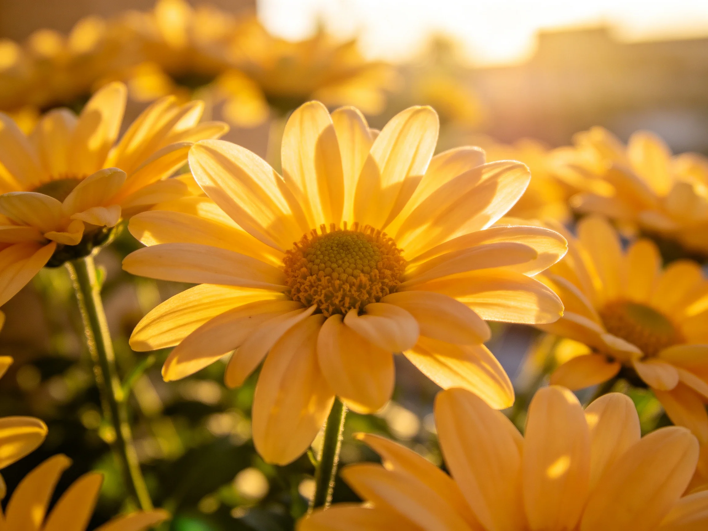 Multiple vibrant yellow daisies illuminated by warm golden sunlight