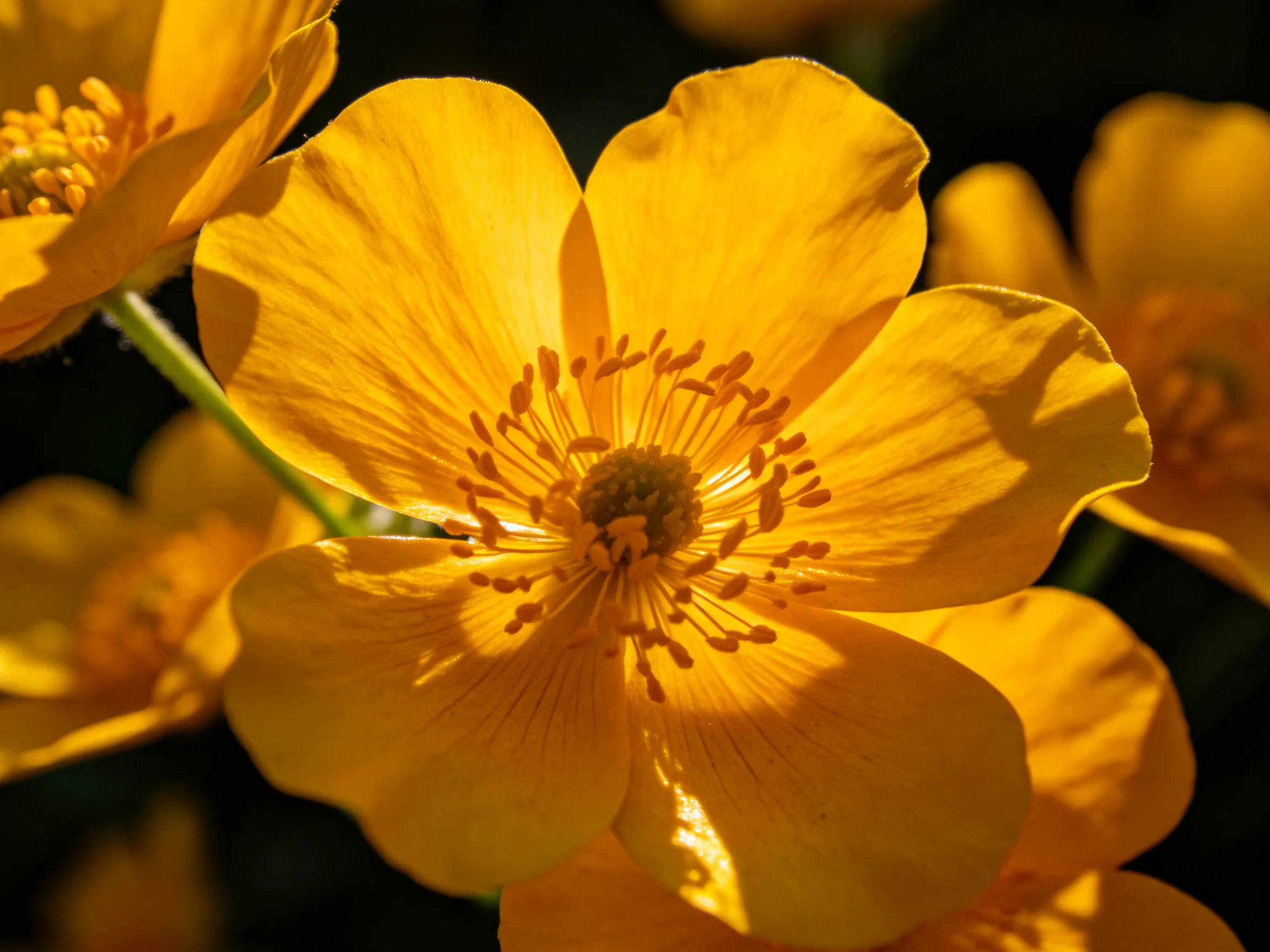 Multiple vibrant yellow flowers with prominent stamens in sunlight