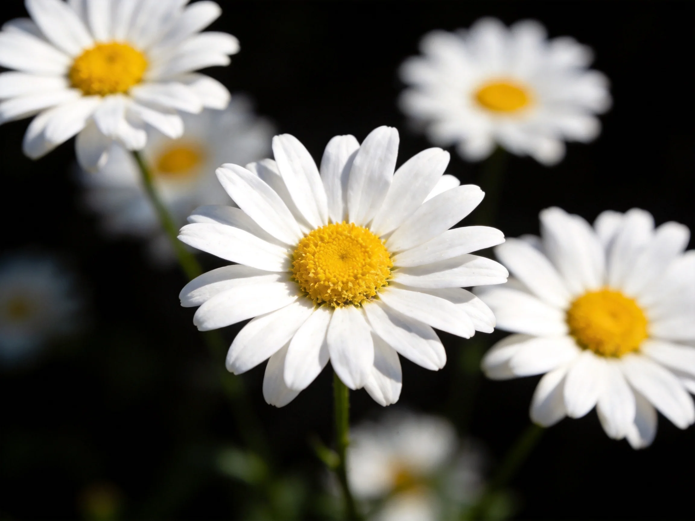 Multiple white daisies with bright yellow centers in a dark setting