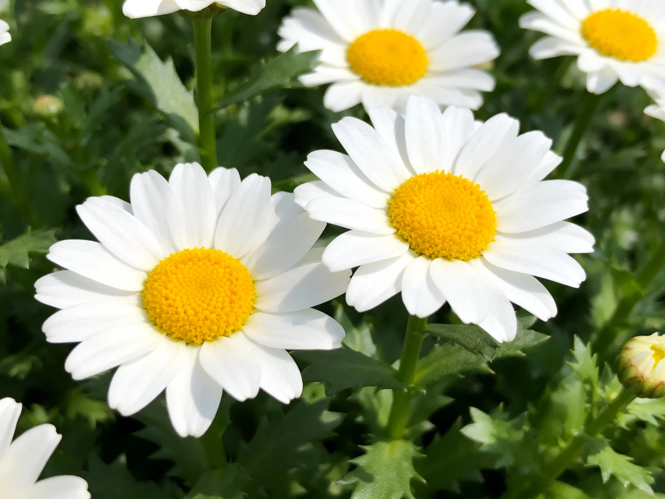 Multiple white daisies with vibrant yellow centers amid green foliage