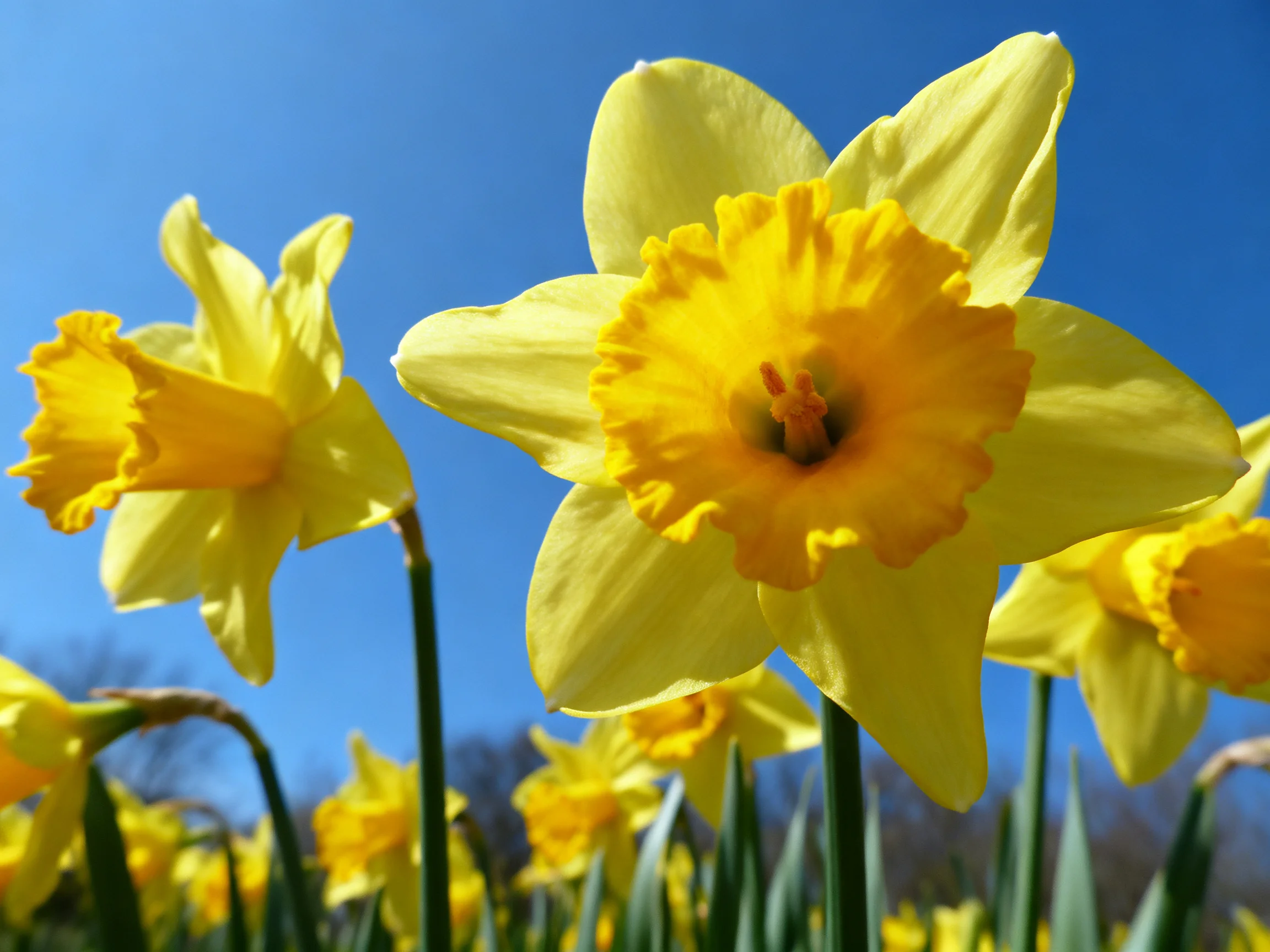 Multiple yellow daffodils bloom under a bright blue sky