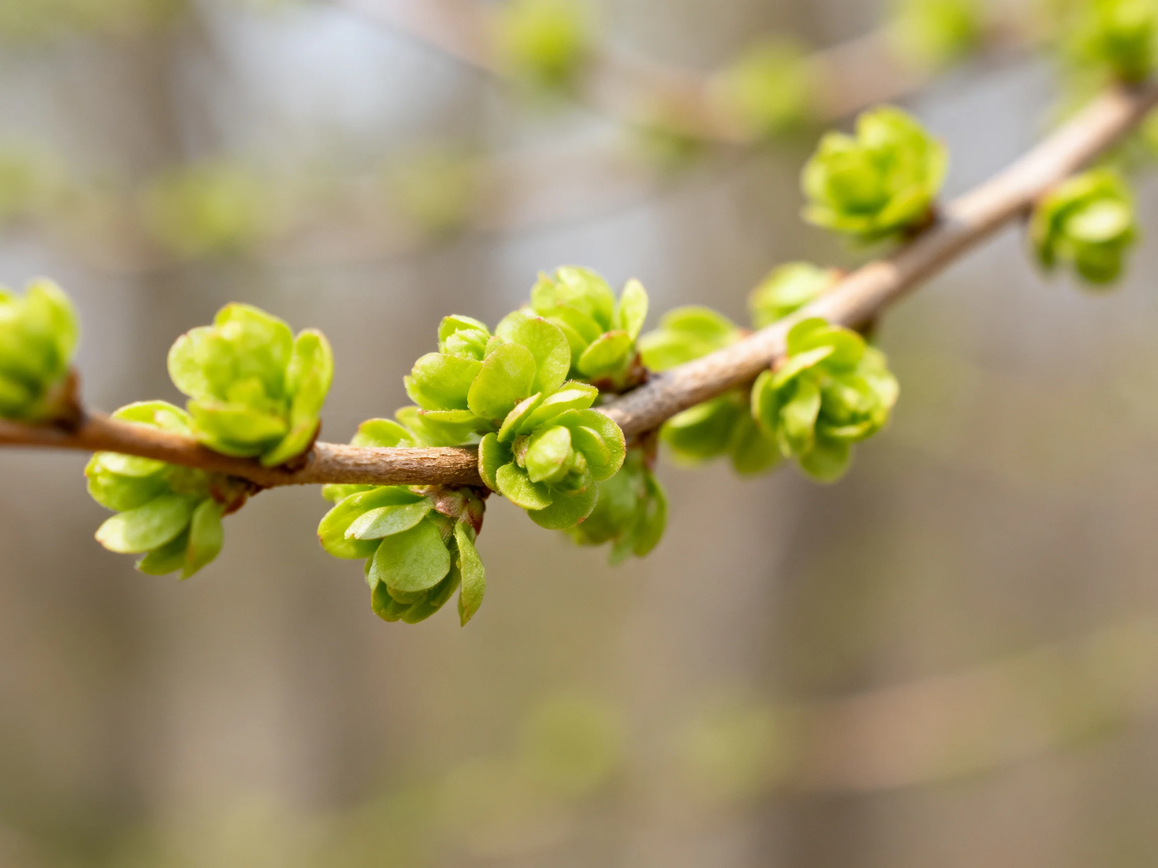 Numerous Small Green Buds Clustering on a Thin Brown Branch