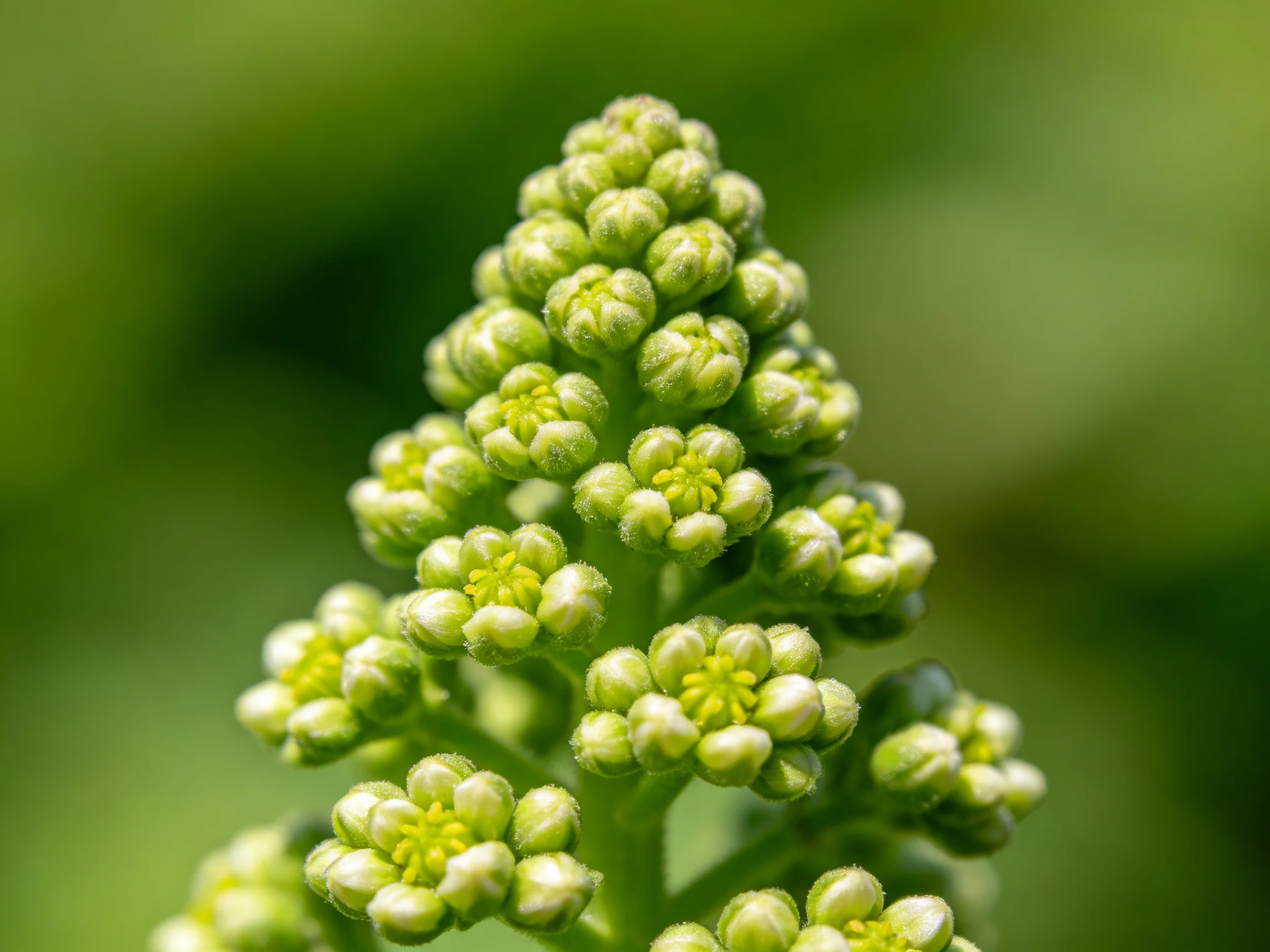 Numerous small green flower buds clustered in a conical shape