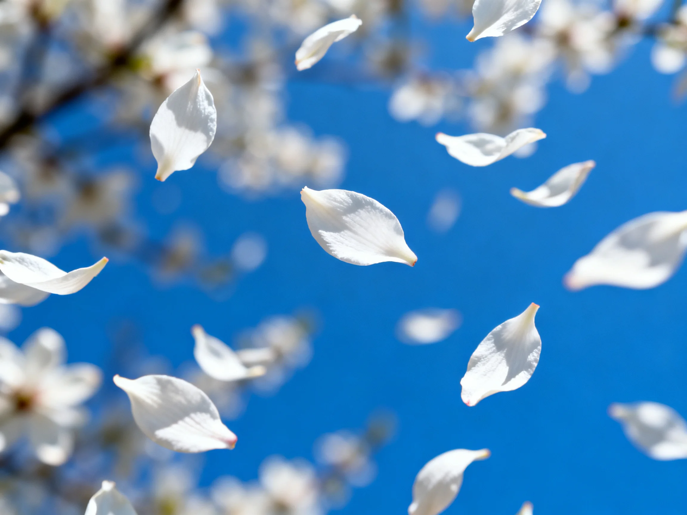 Numerous white flower petals drift in mid-air over a vivid blue sky.