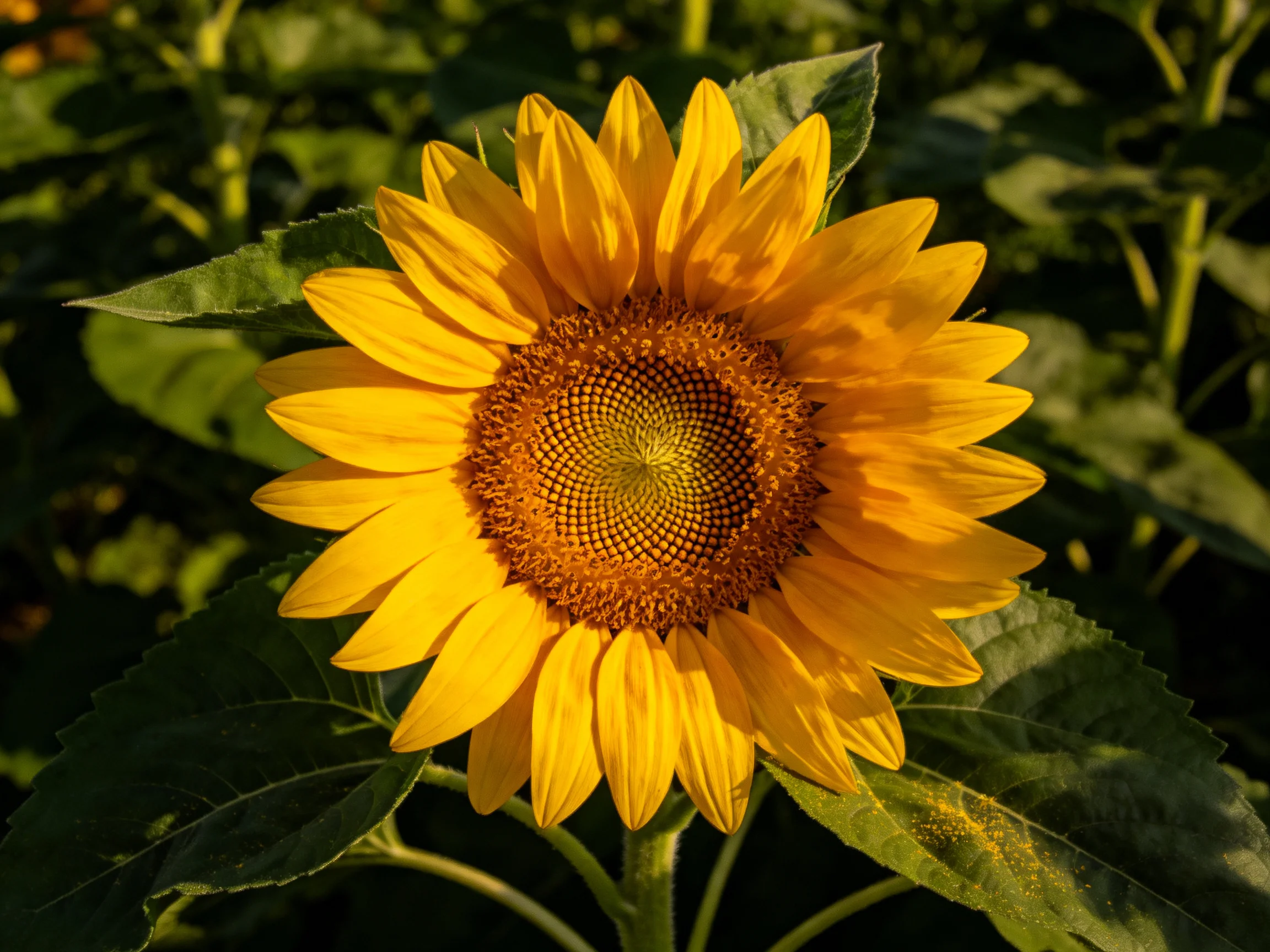 One bright yellow sunflower with an intricate brown central disk
