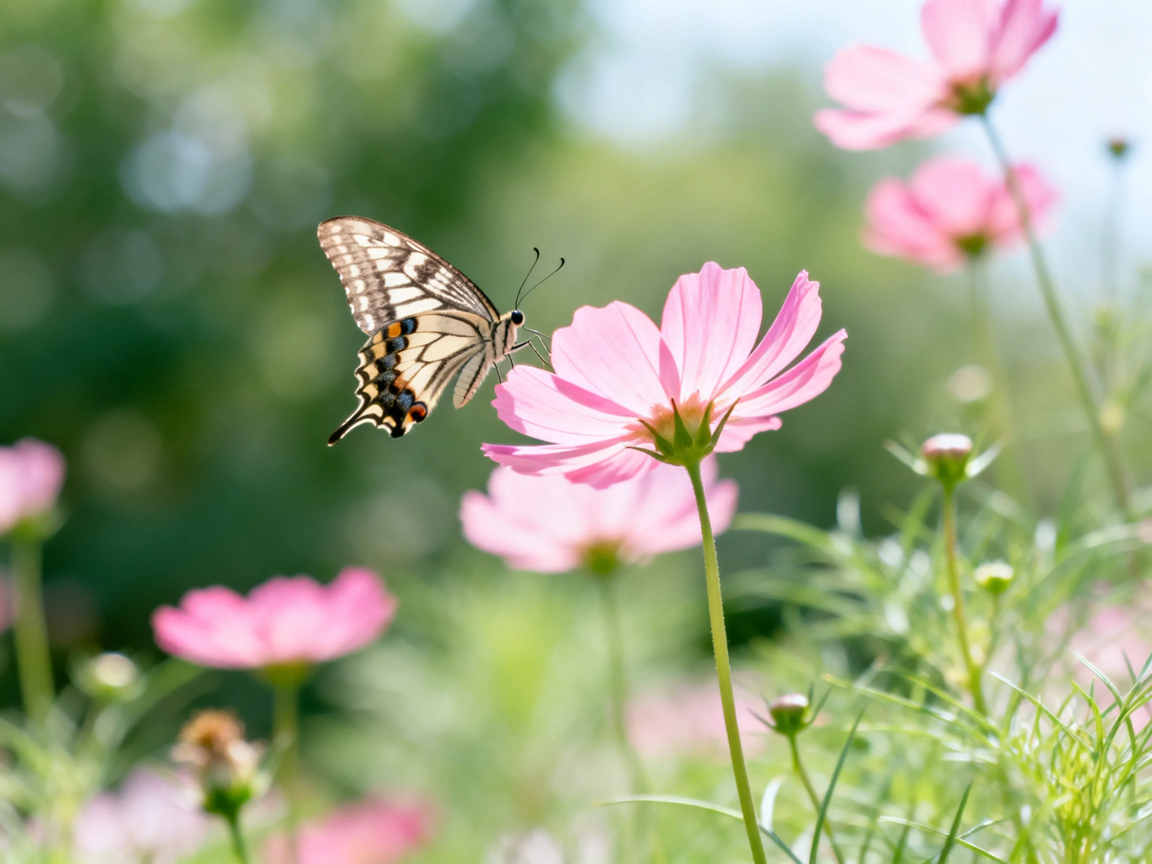 One butterfly lands on a large pink cosmos flower among smaller blooms and greenery