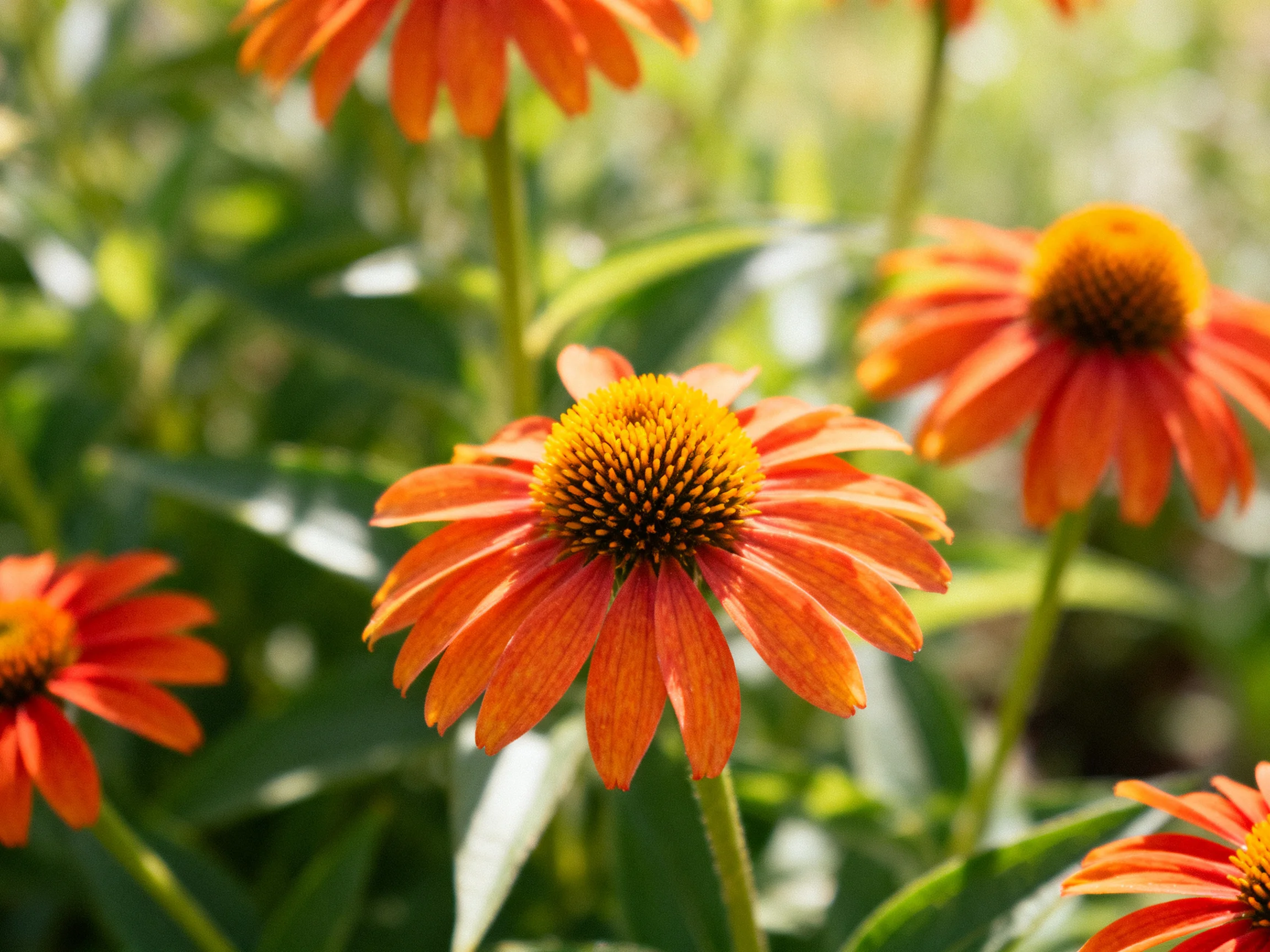 Orange coneflowers with yellow centers bloom in greenery