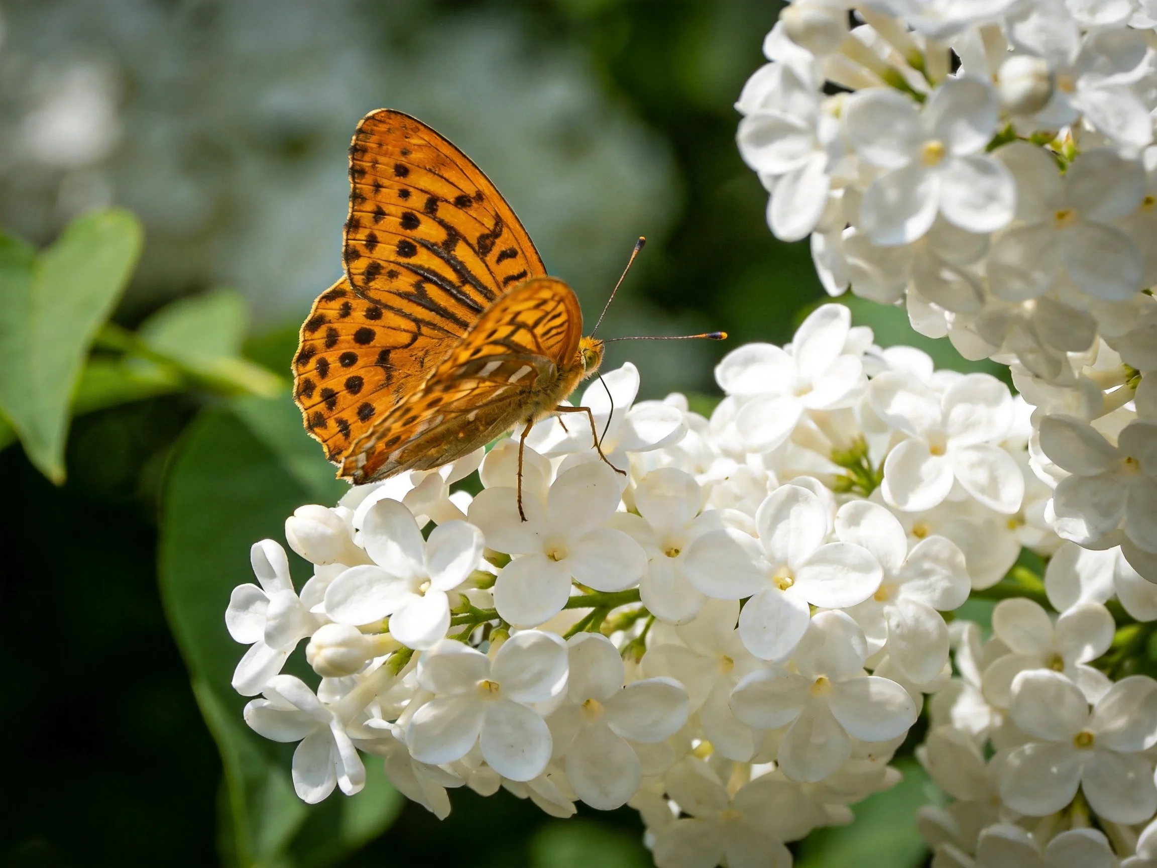 Orange-spotted butterfly perched on white flower clusters