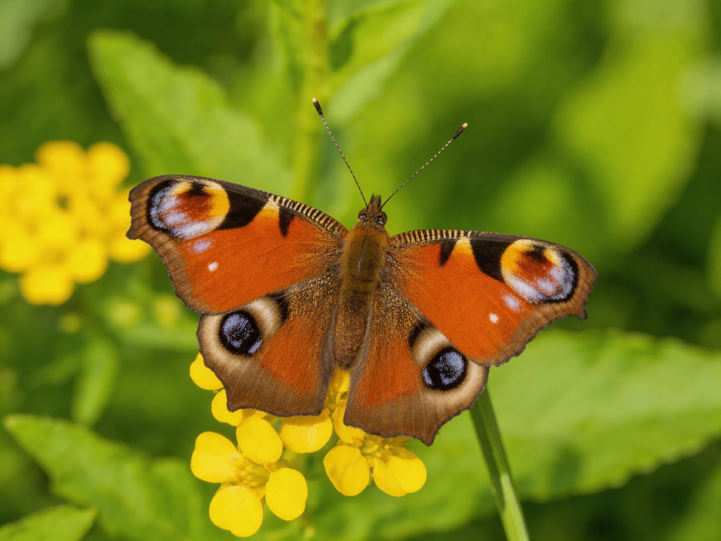 Orange-winged peacock butterfly perched on bright yellow flowers