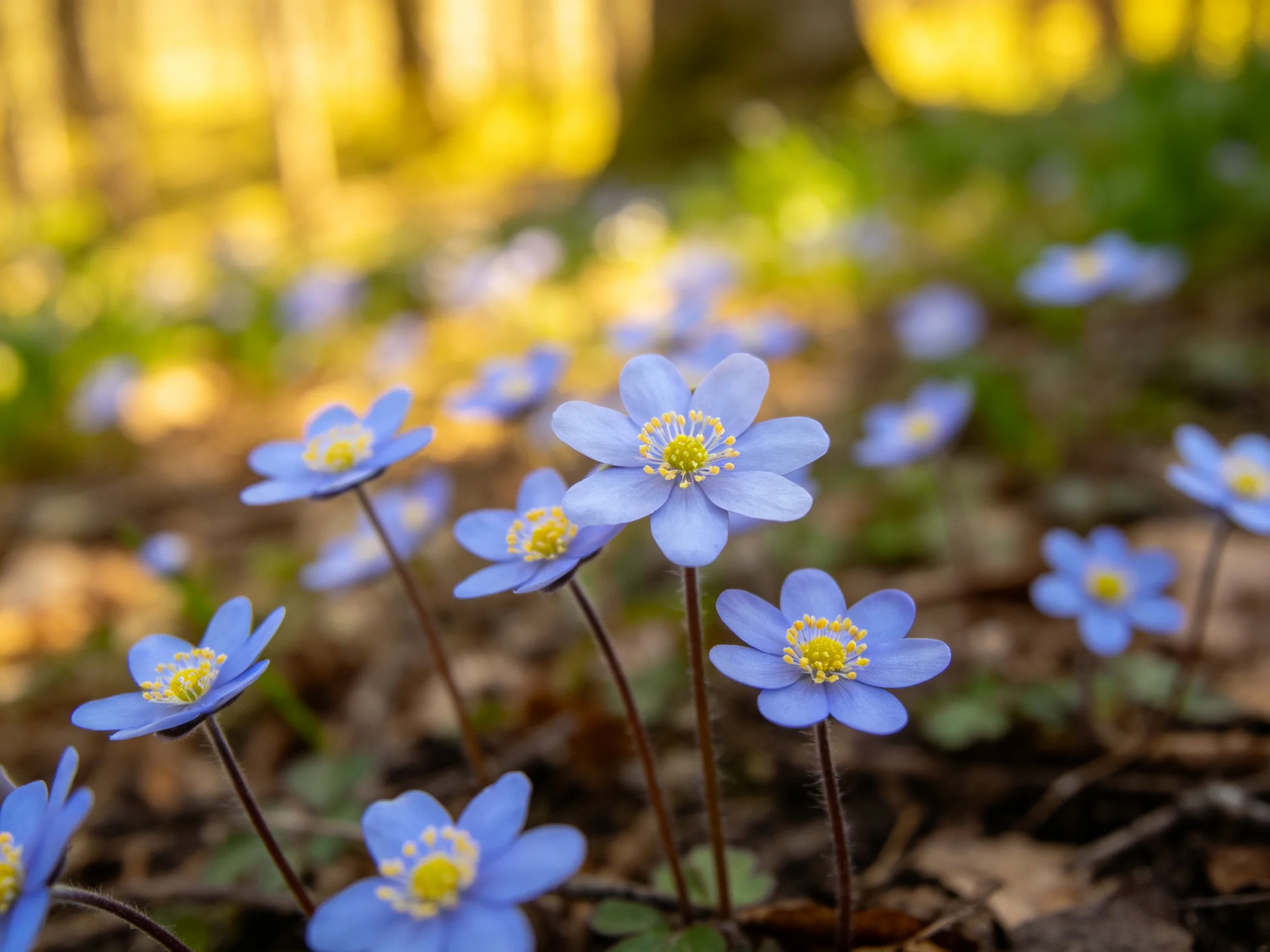 Pale blue flowers scattered over brown leaf litter in a sunlit forest glade